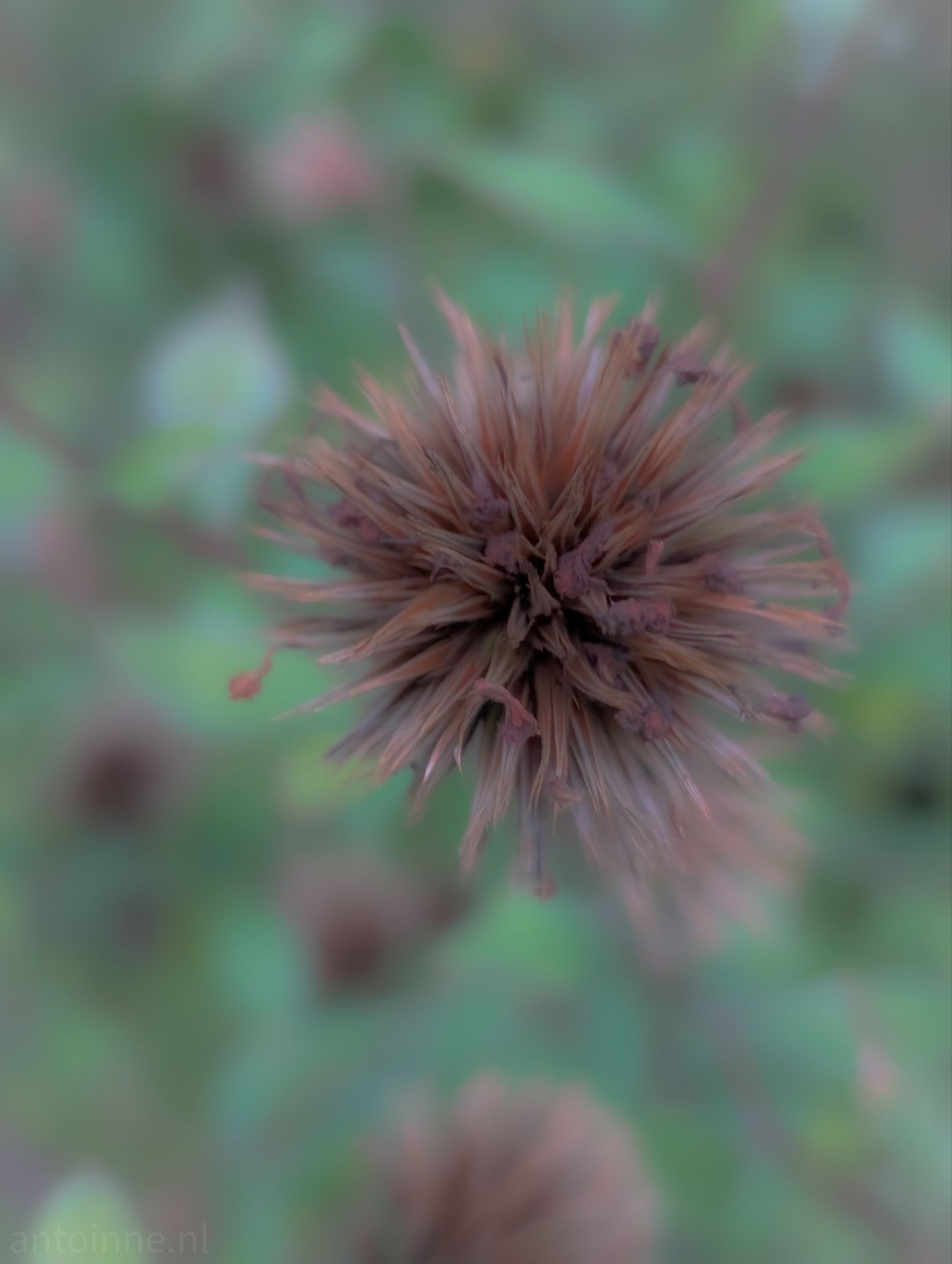 Brown and Green II