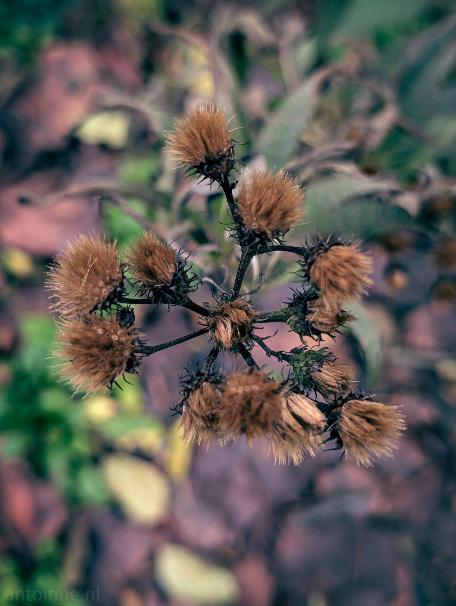 Fuzzy Brown
