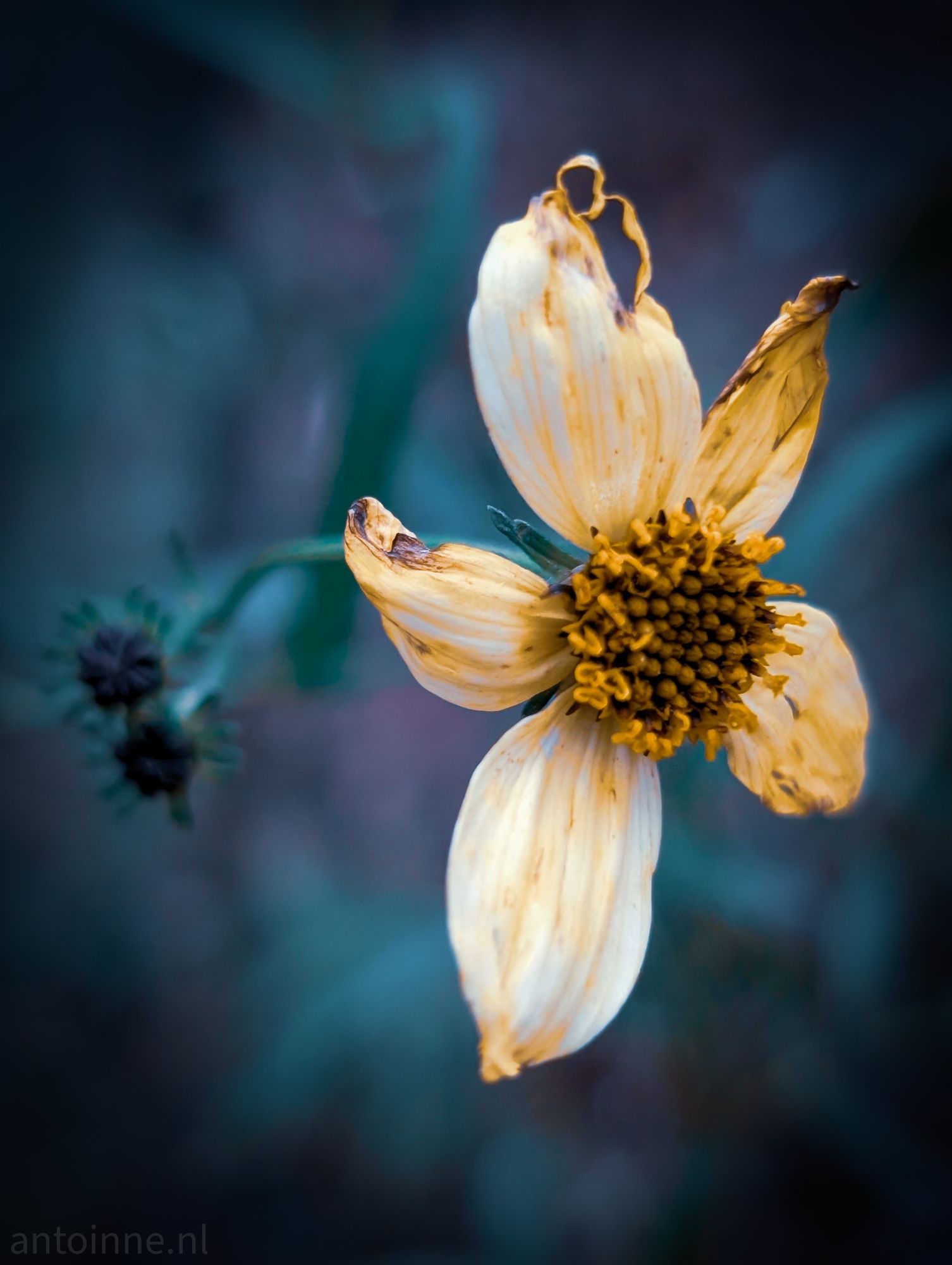 Wilted