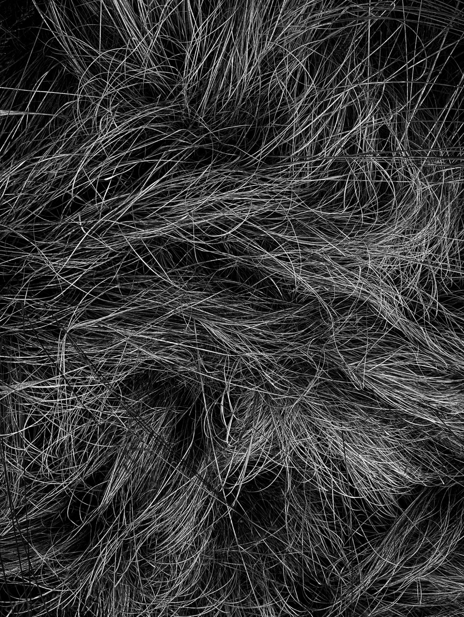 Grass IV