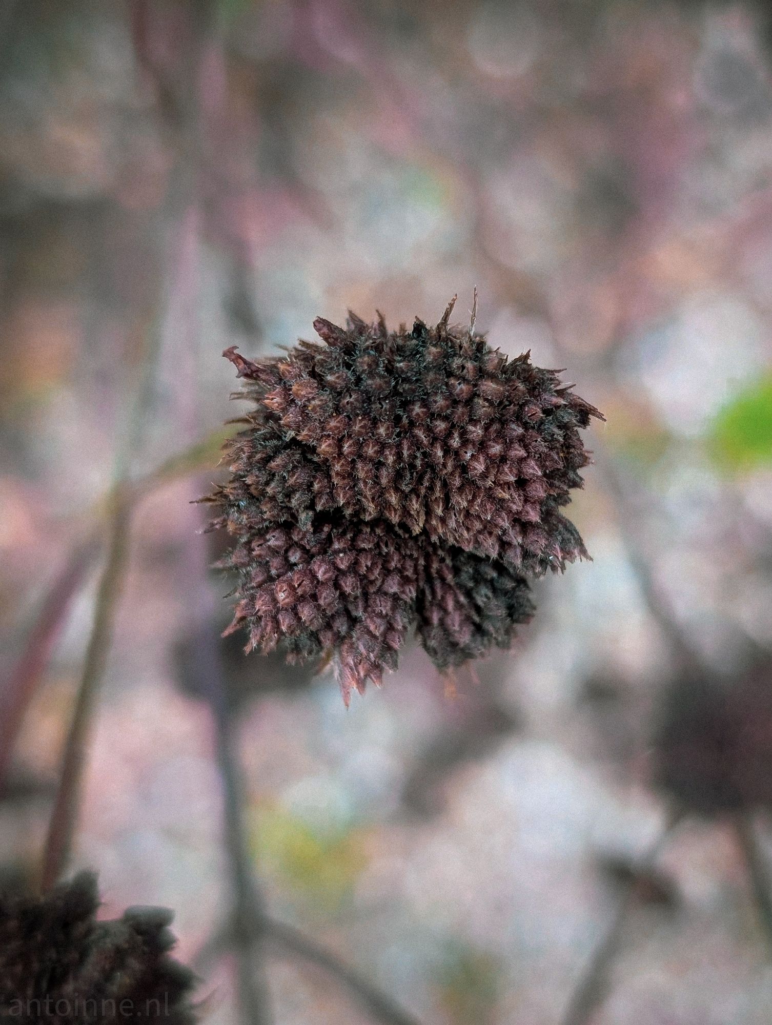 Reddish-brown