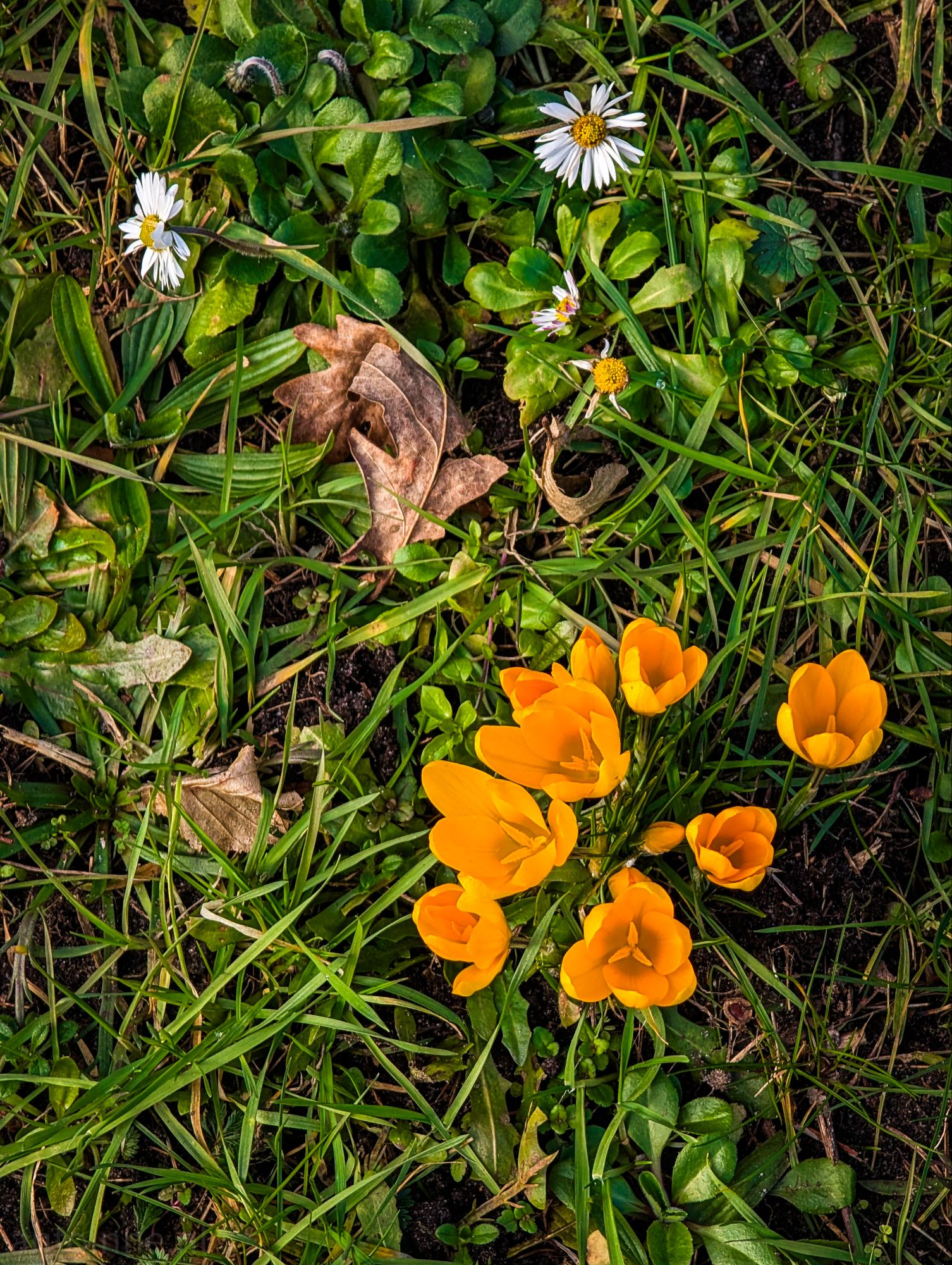 Vroege krokus