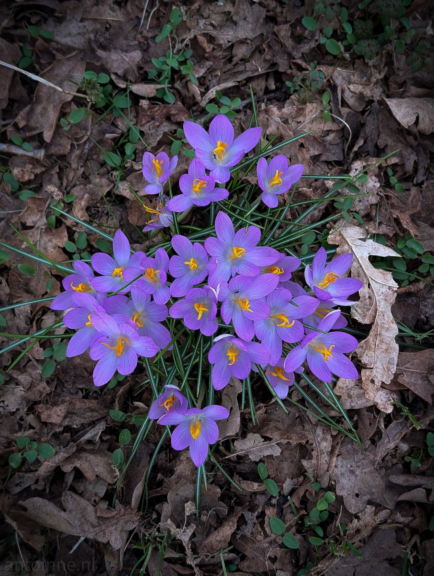 Boerenkrokus