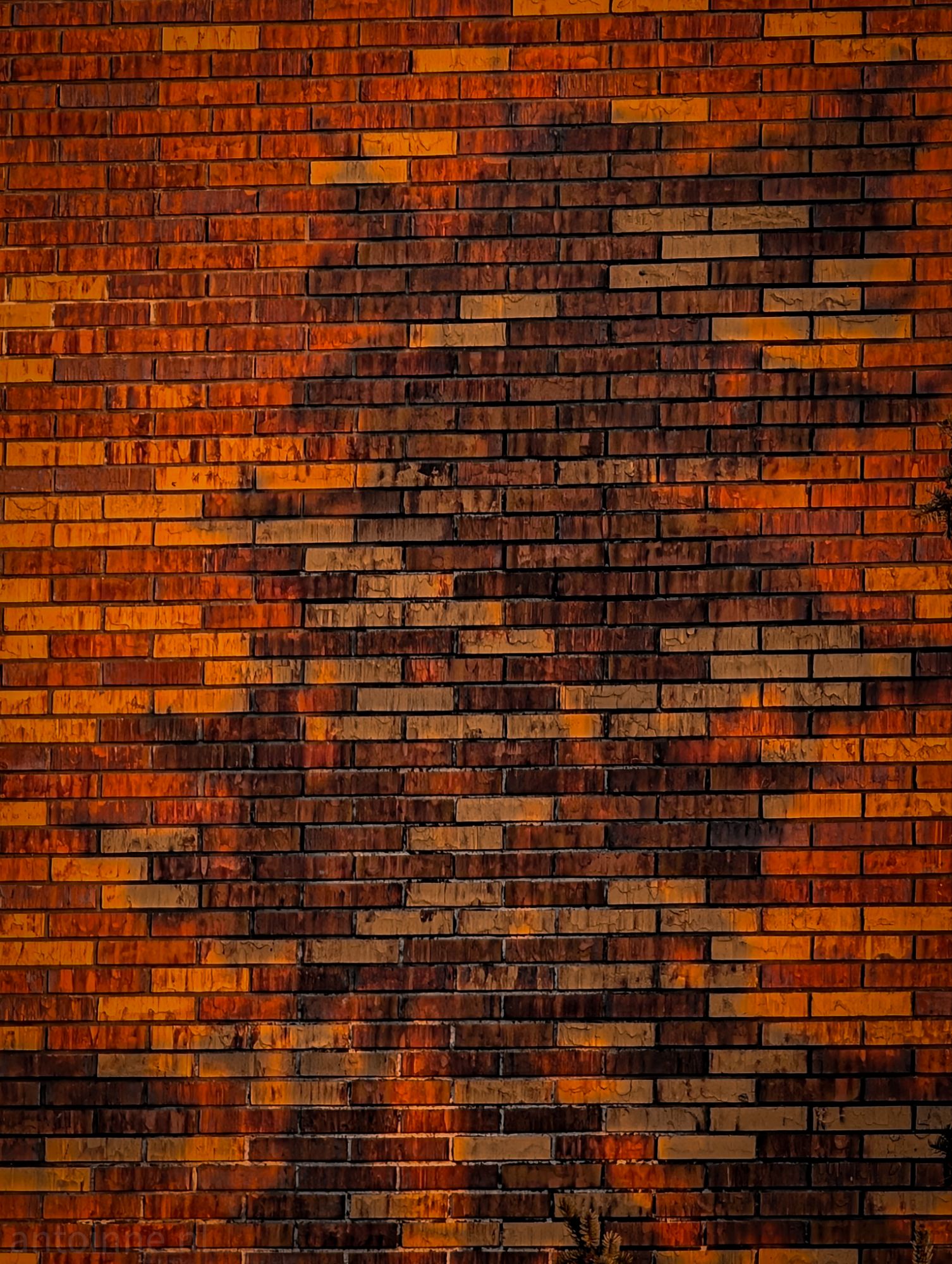 Shadow of Tree