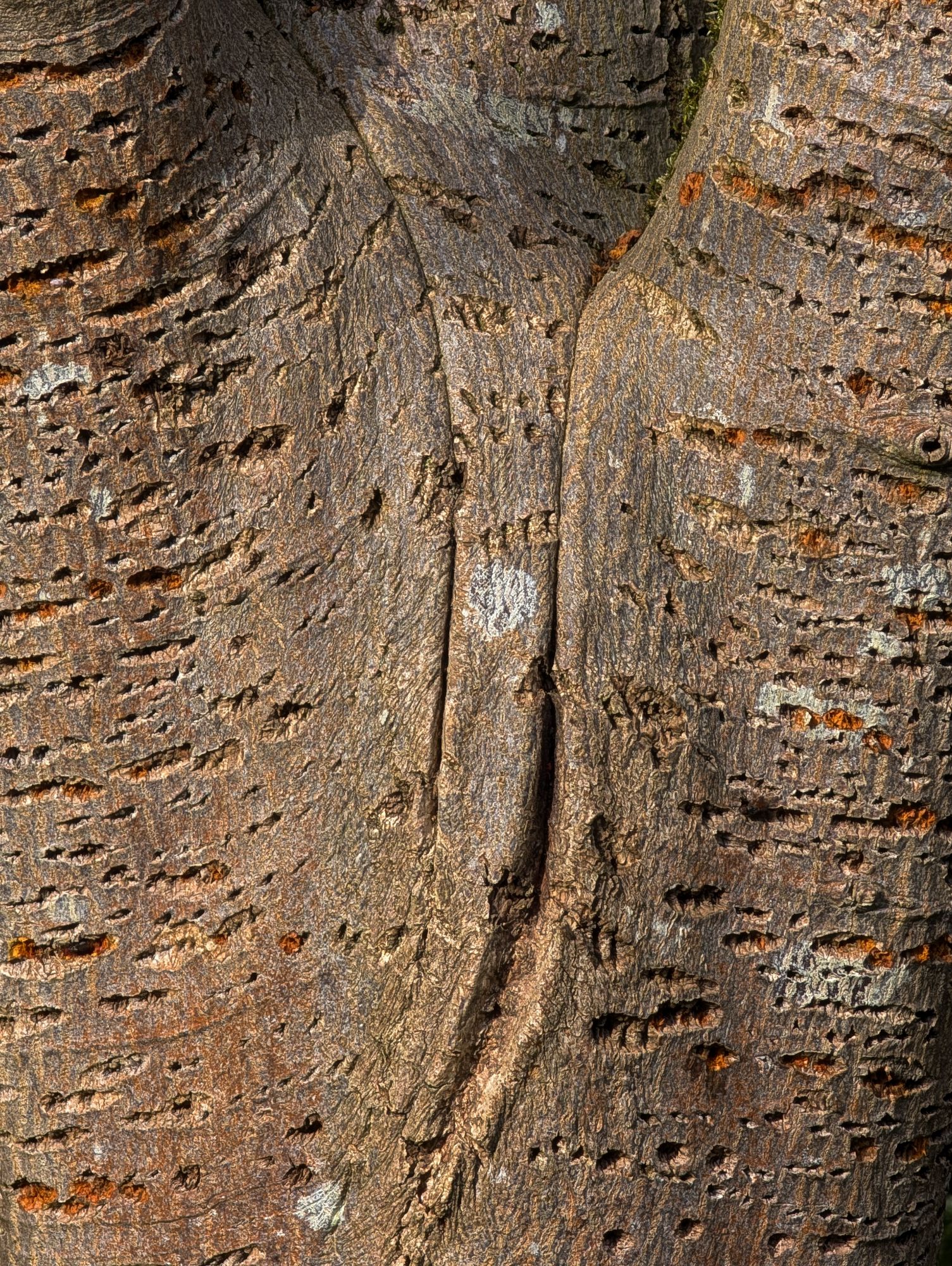 Branched out