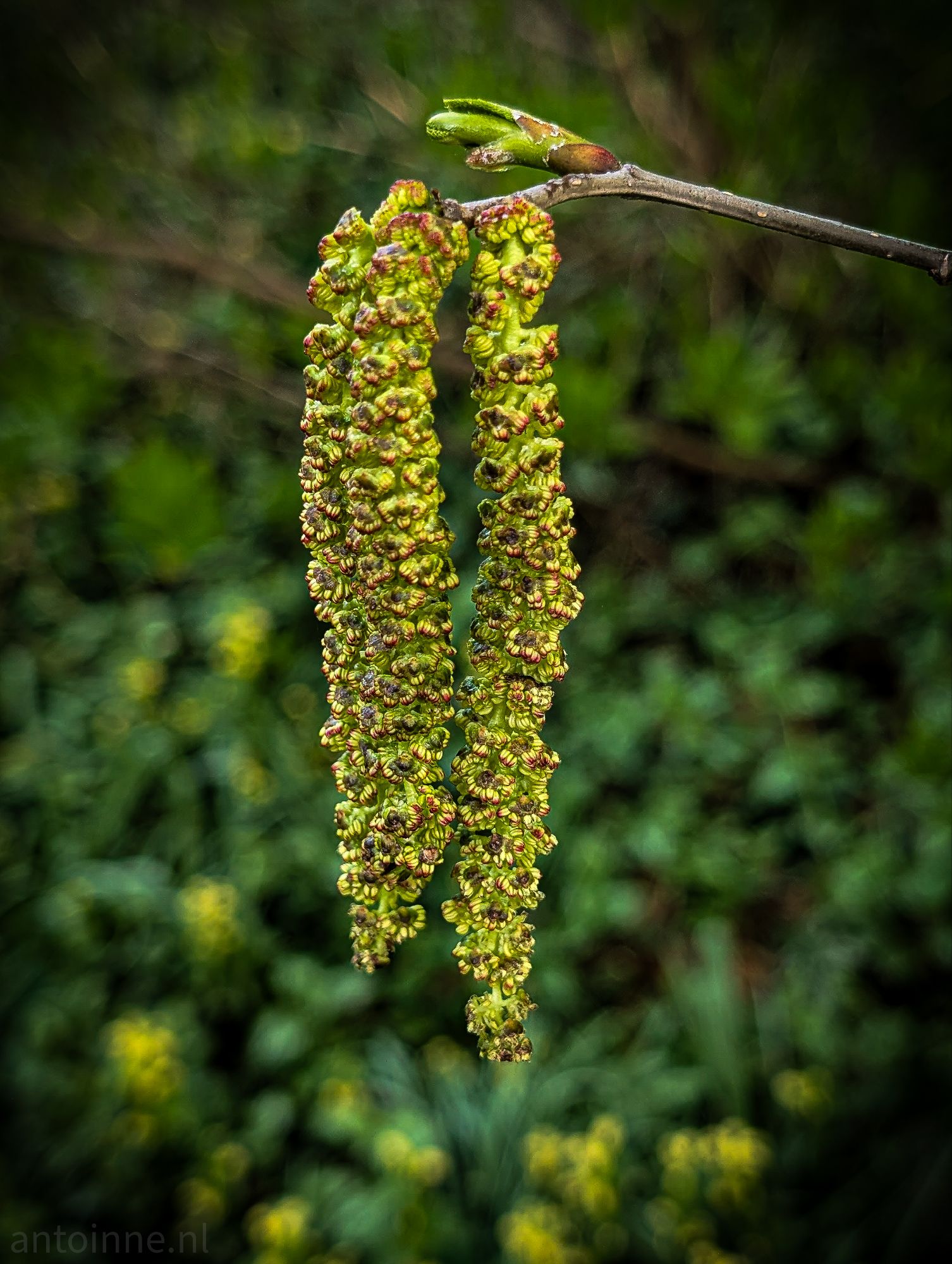 Catkins