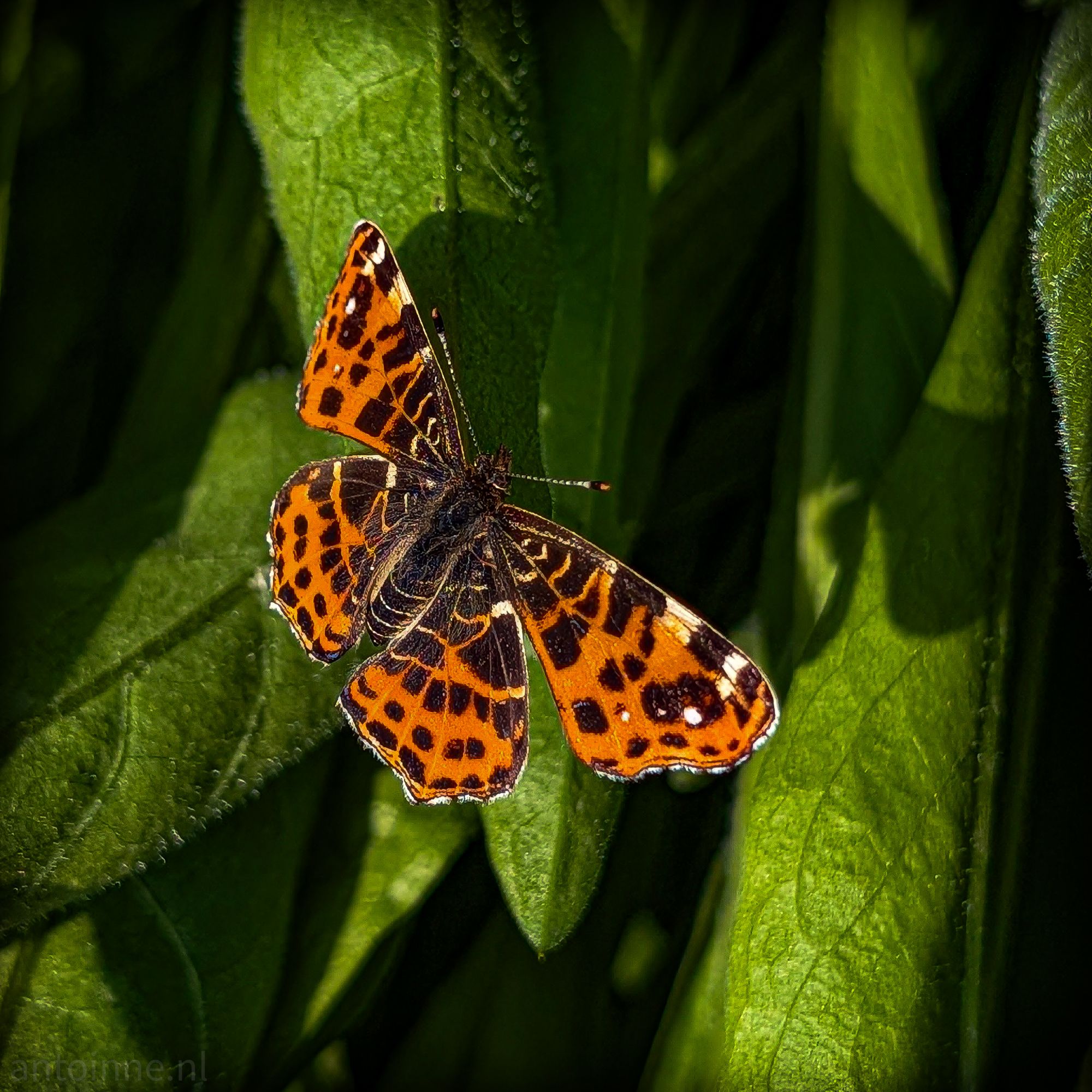 Araschnia levana
