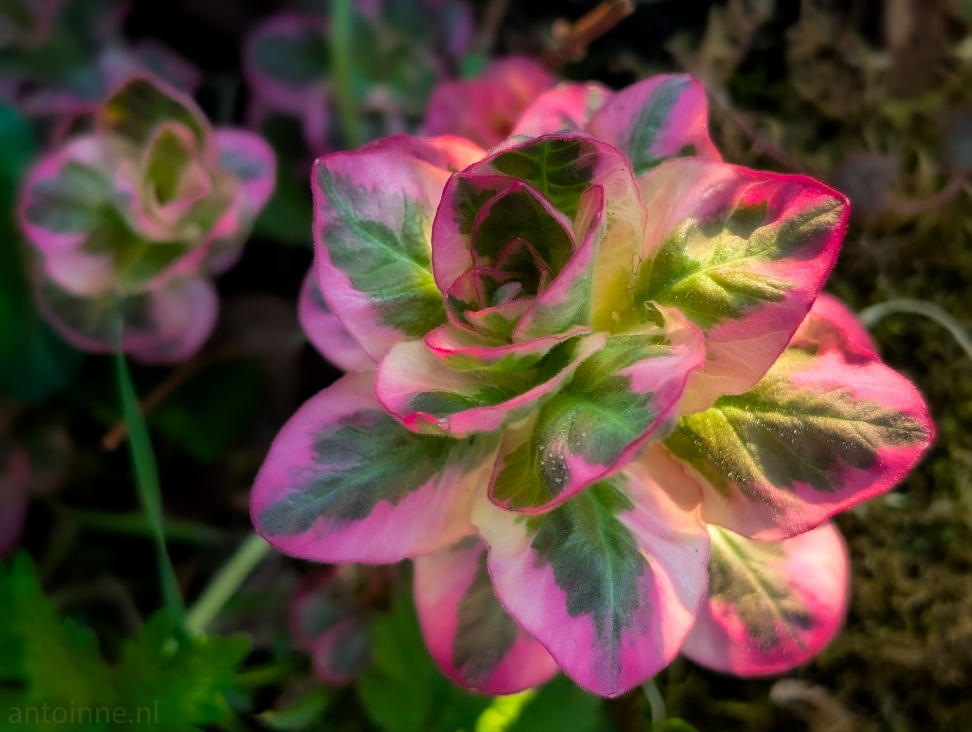 Primulaceae Lysimachia ‘Variegata’