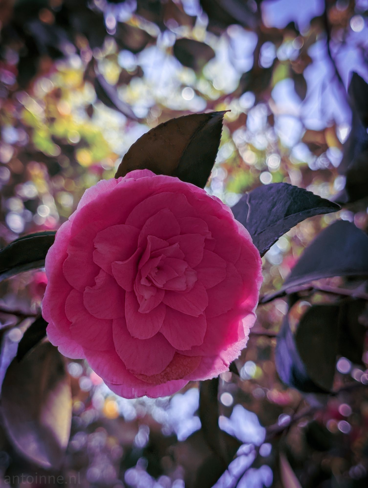 Camellia japonica