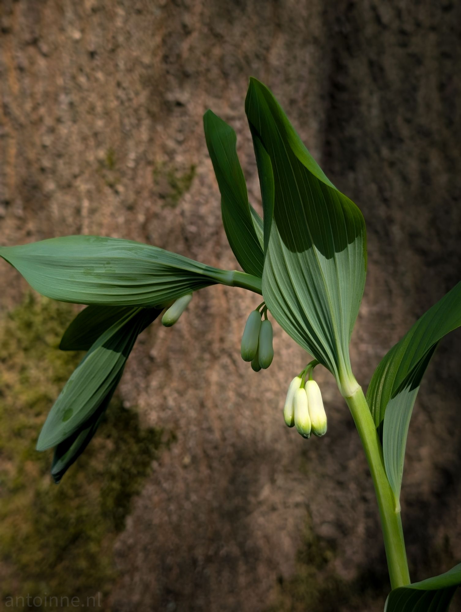 Creamy white flowers