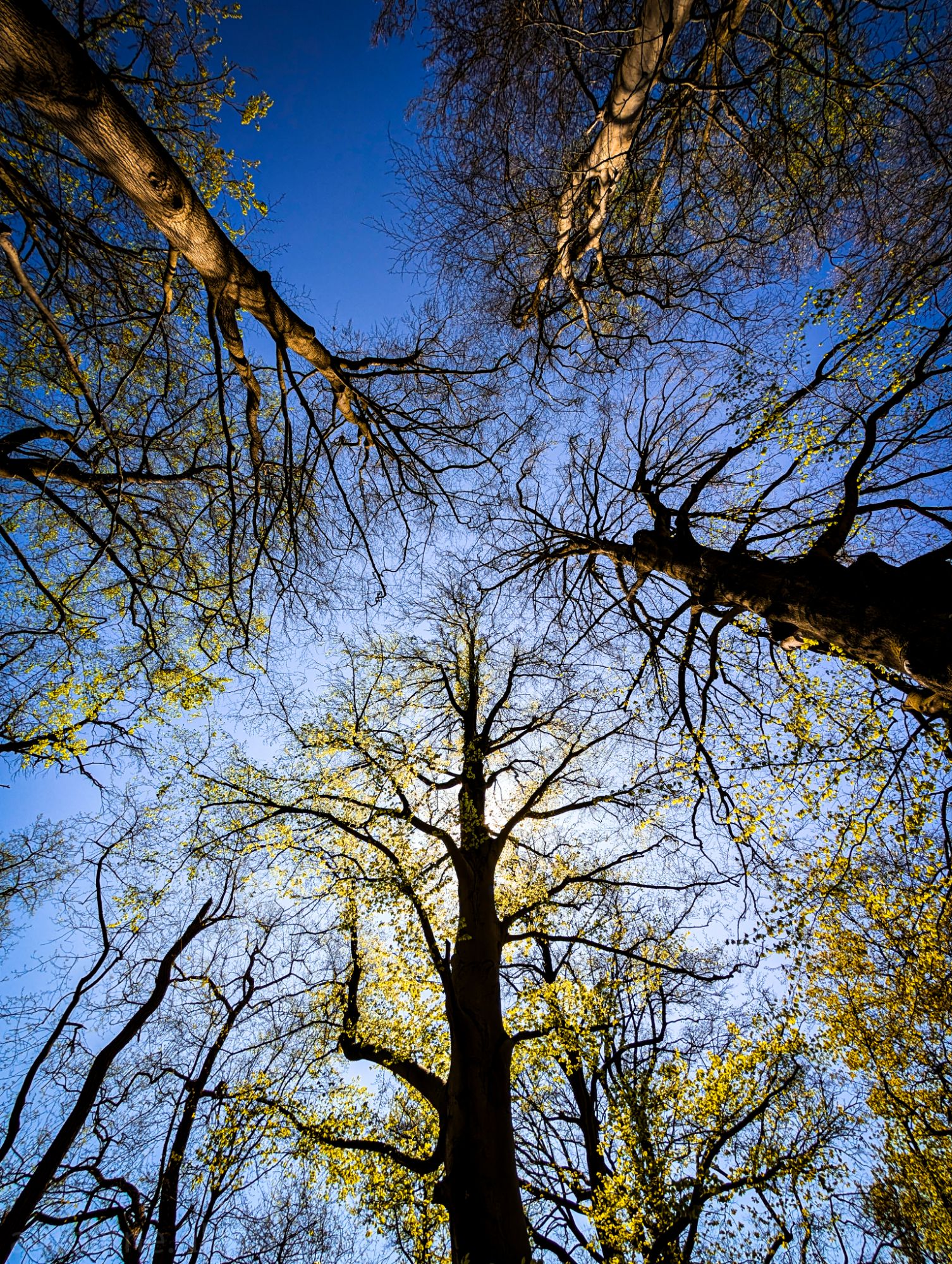 Looking Up