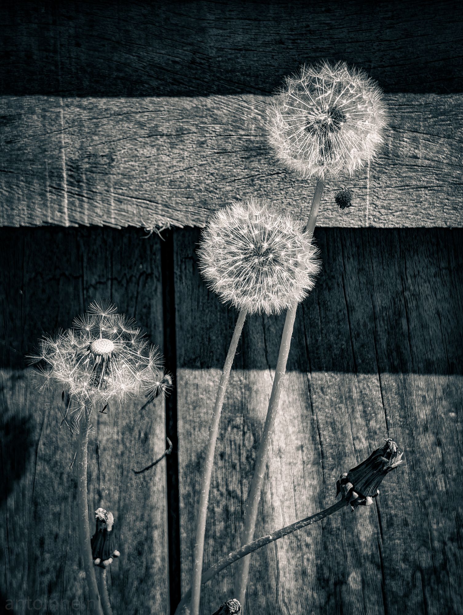 Pluizige paardenbloemen