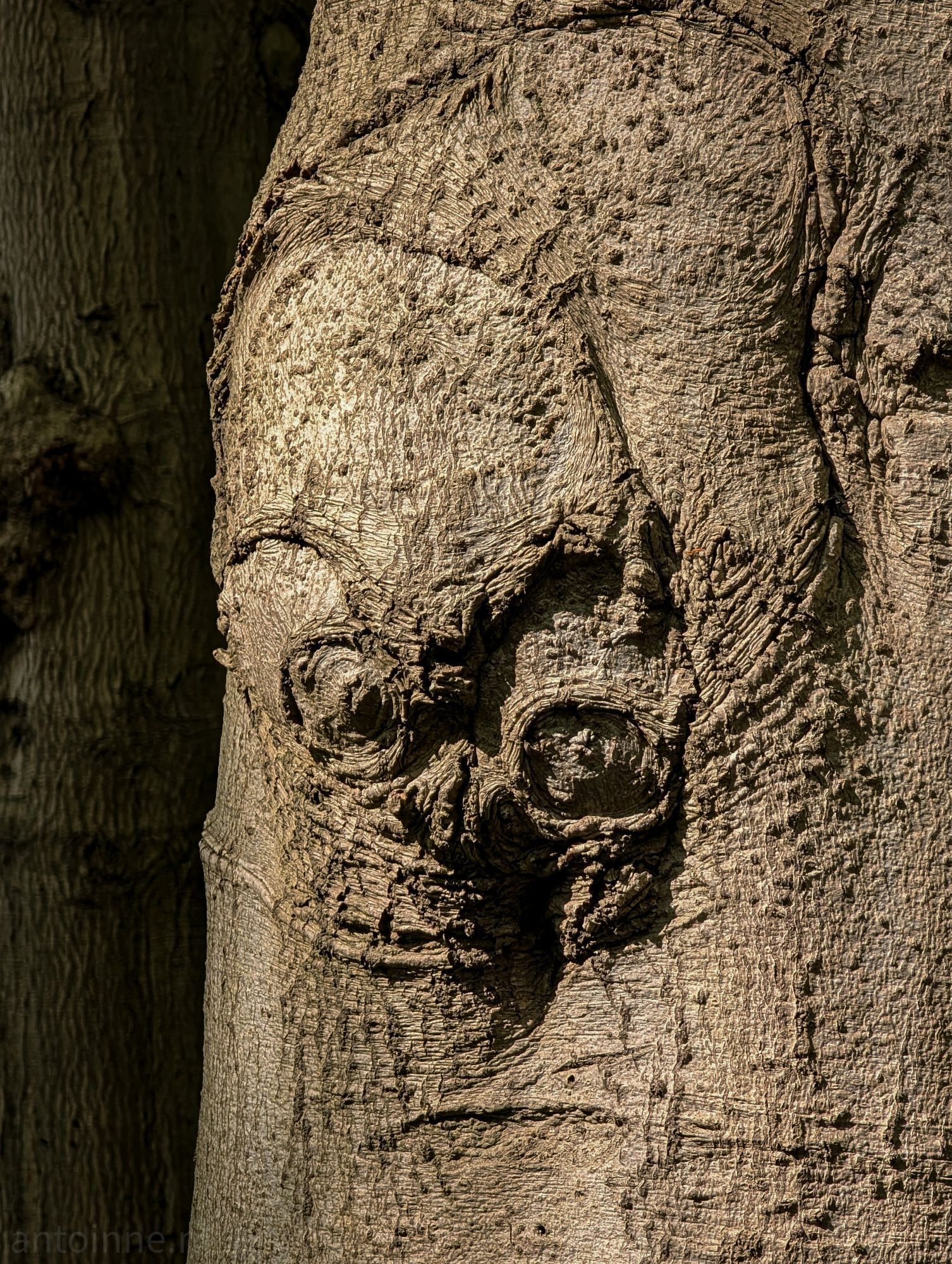 E.T. the Extra-Terrestrial