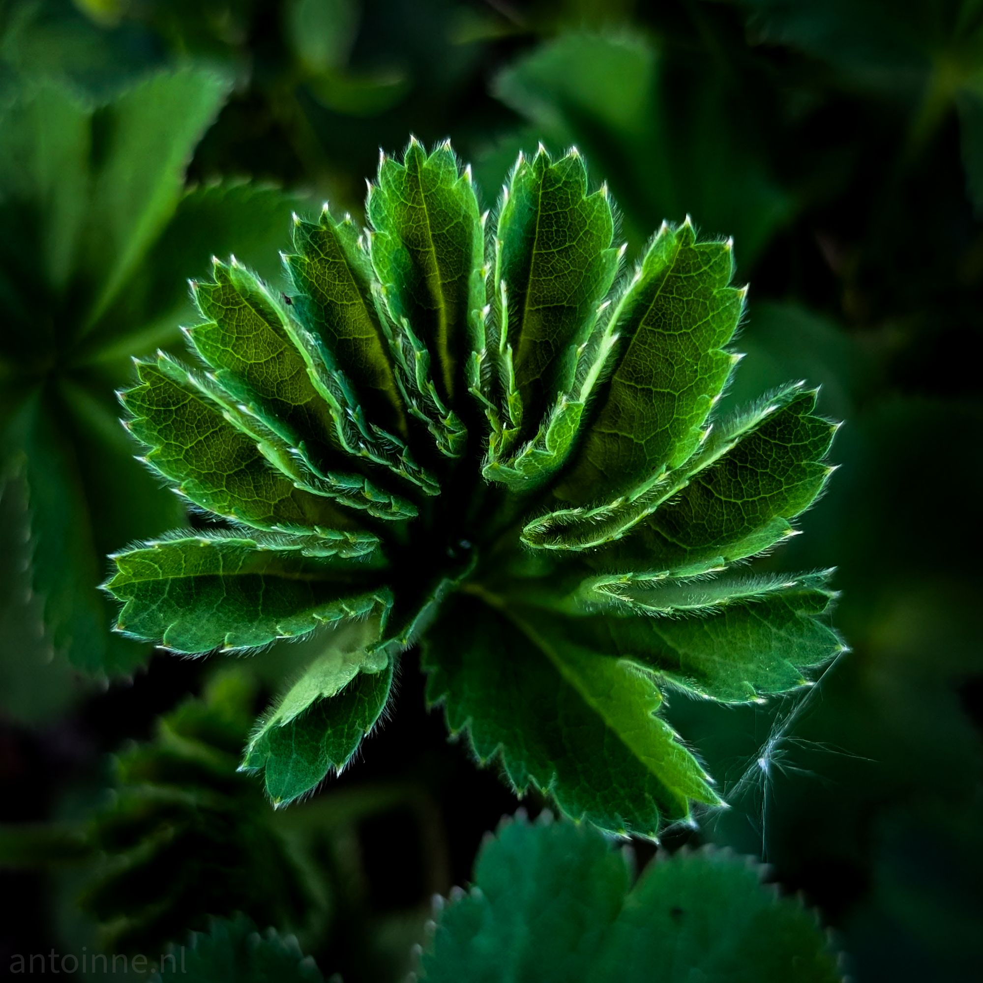 Unfolding lady’s mantle