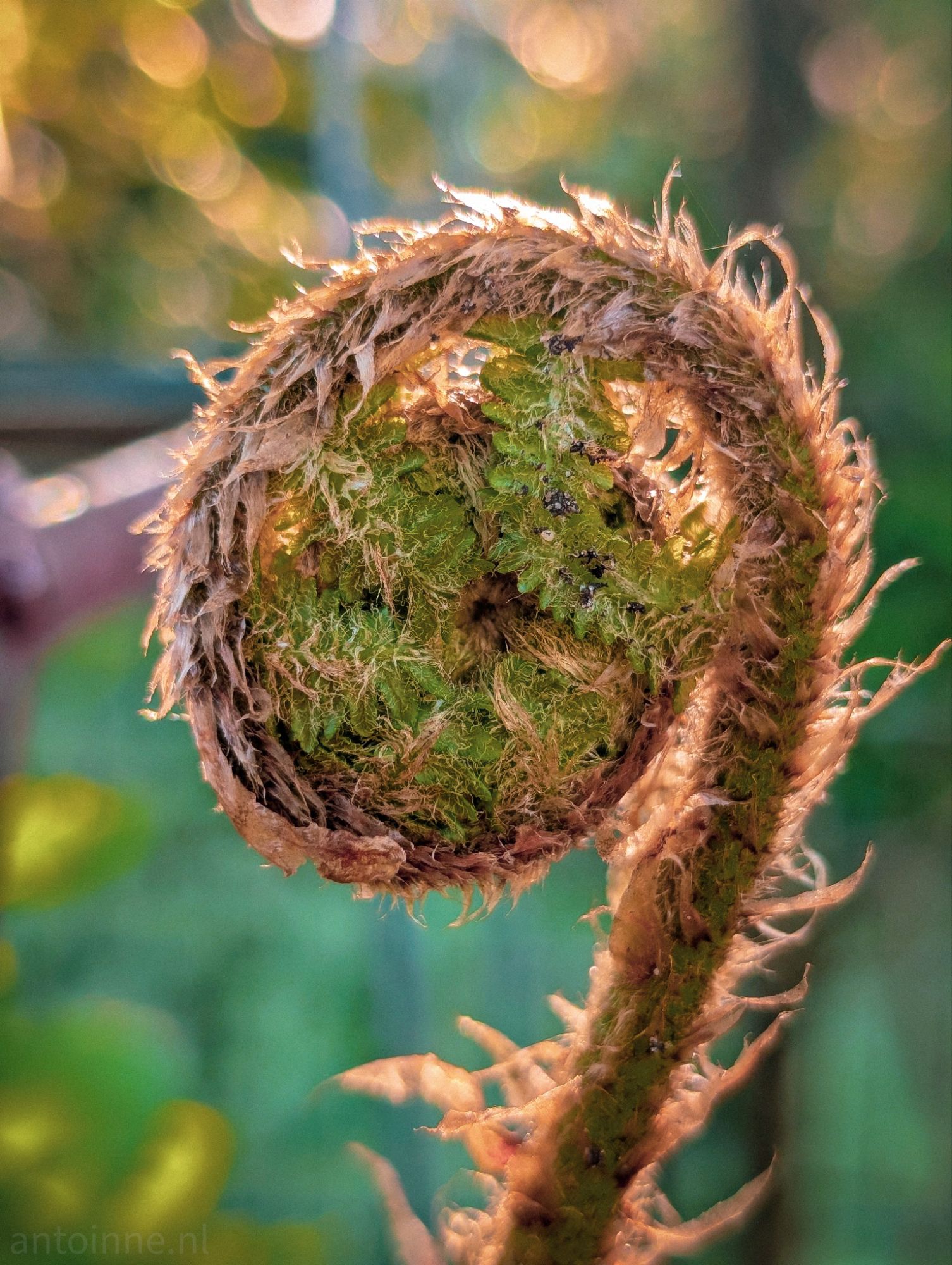 Fiddlehead