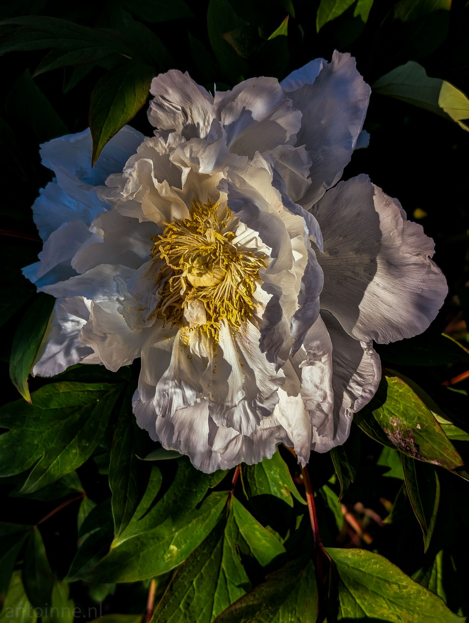 Paeonia suffruticosa