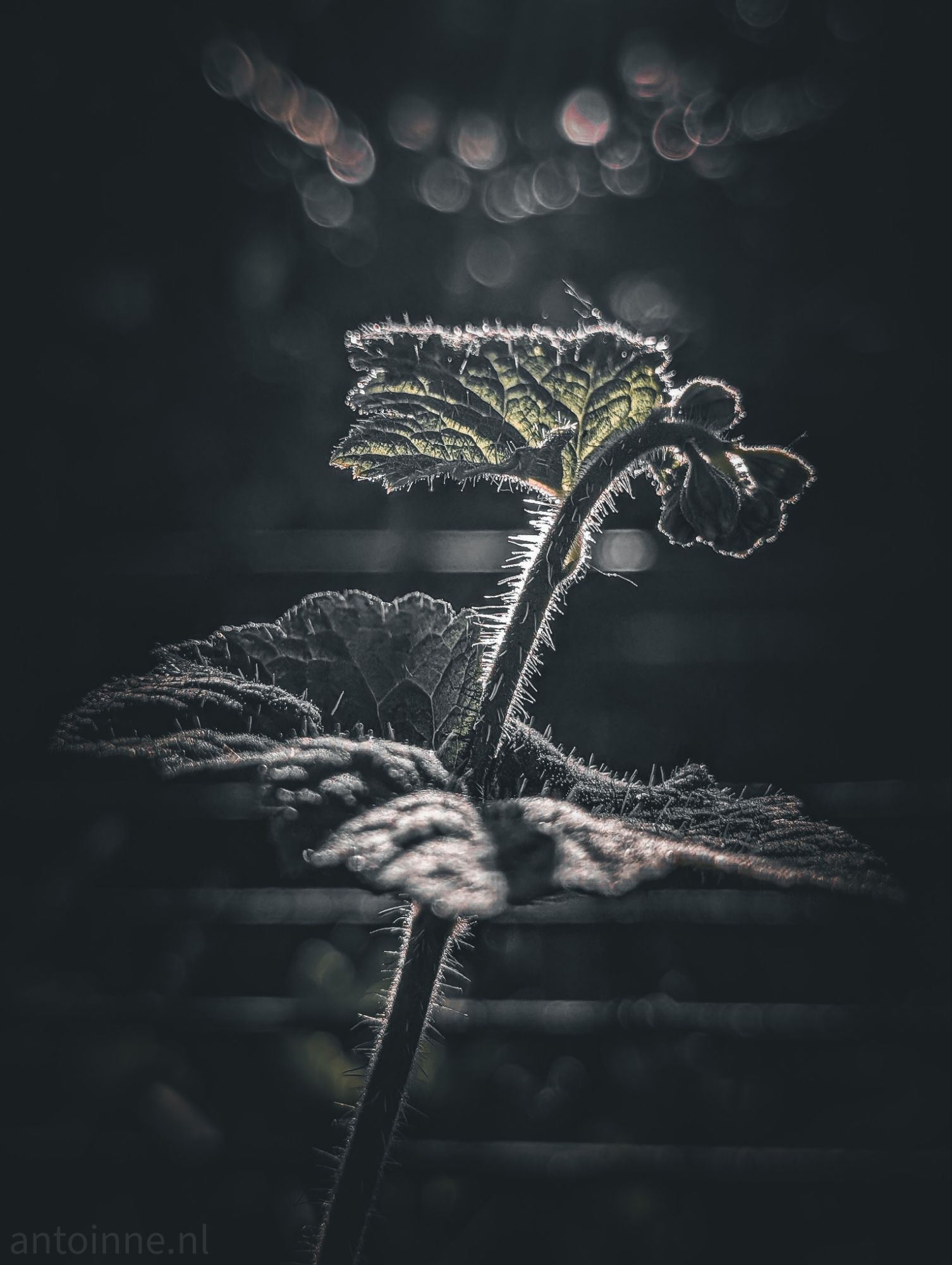 Seedling