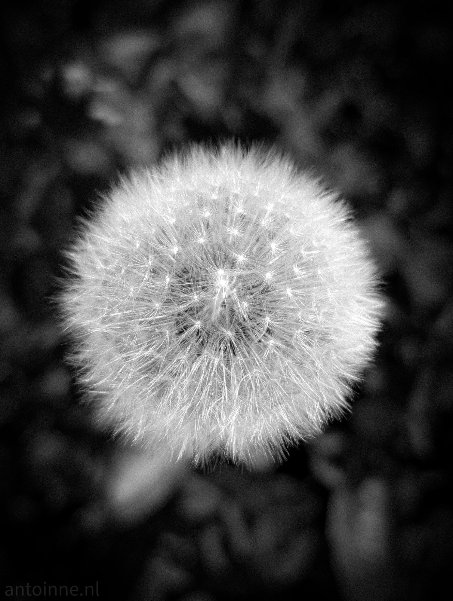 Seed head