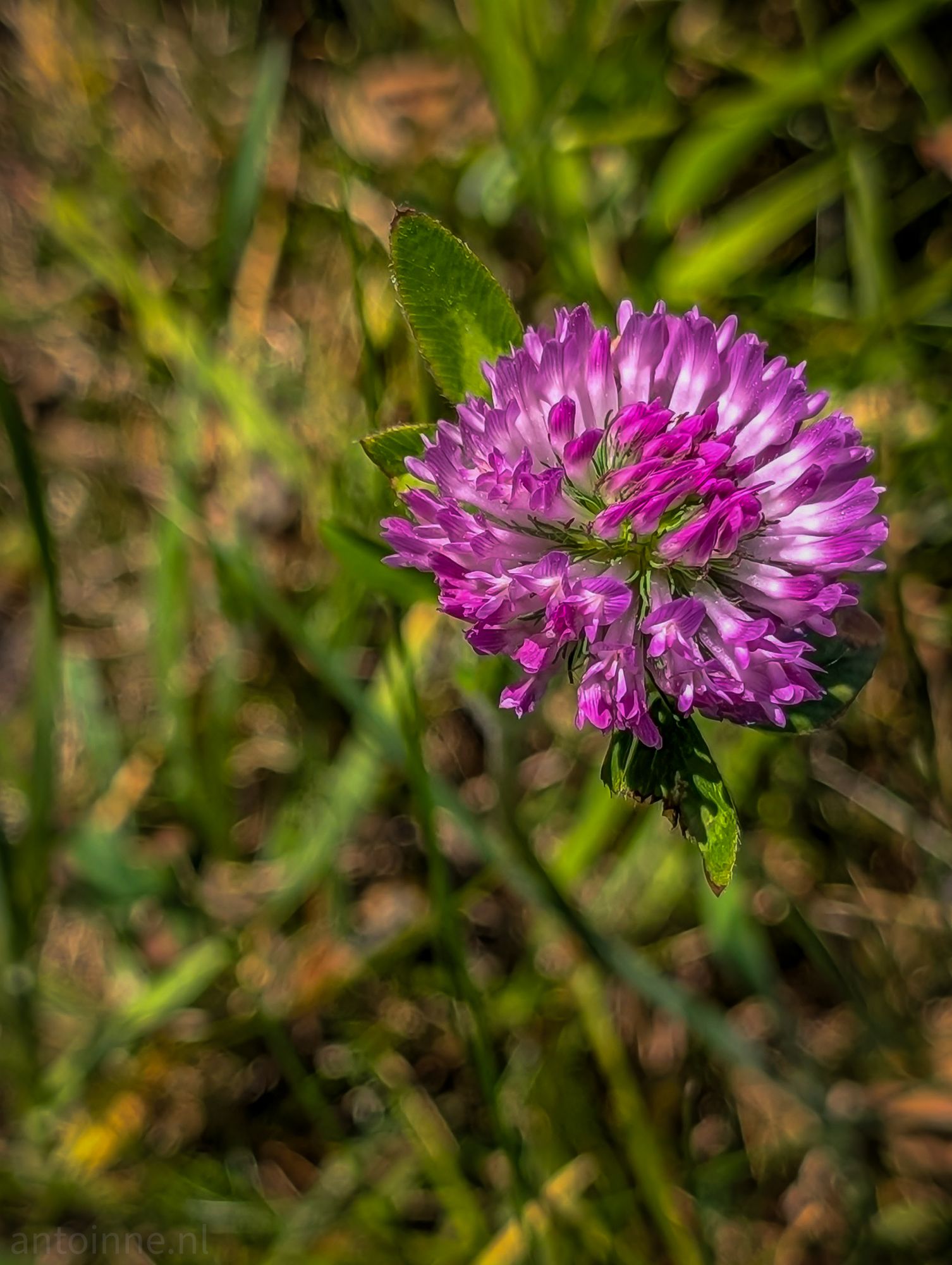 Red Clover