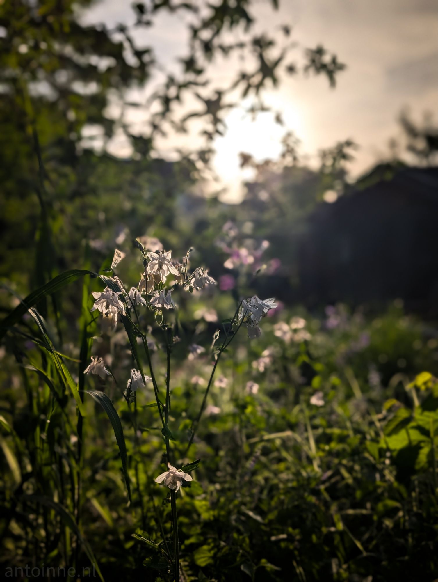 White flowers