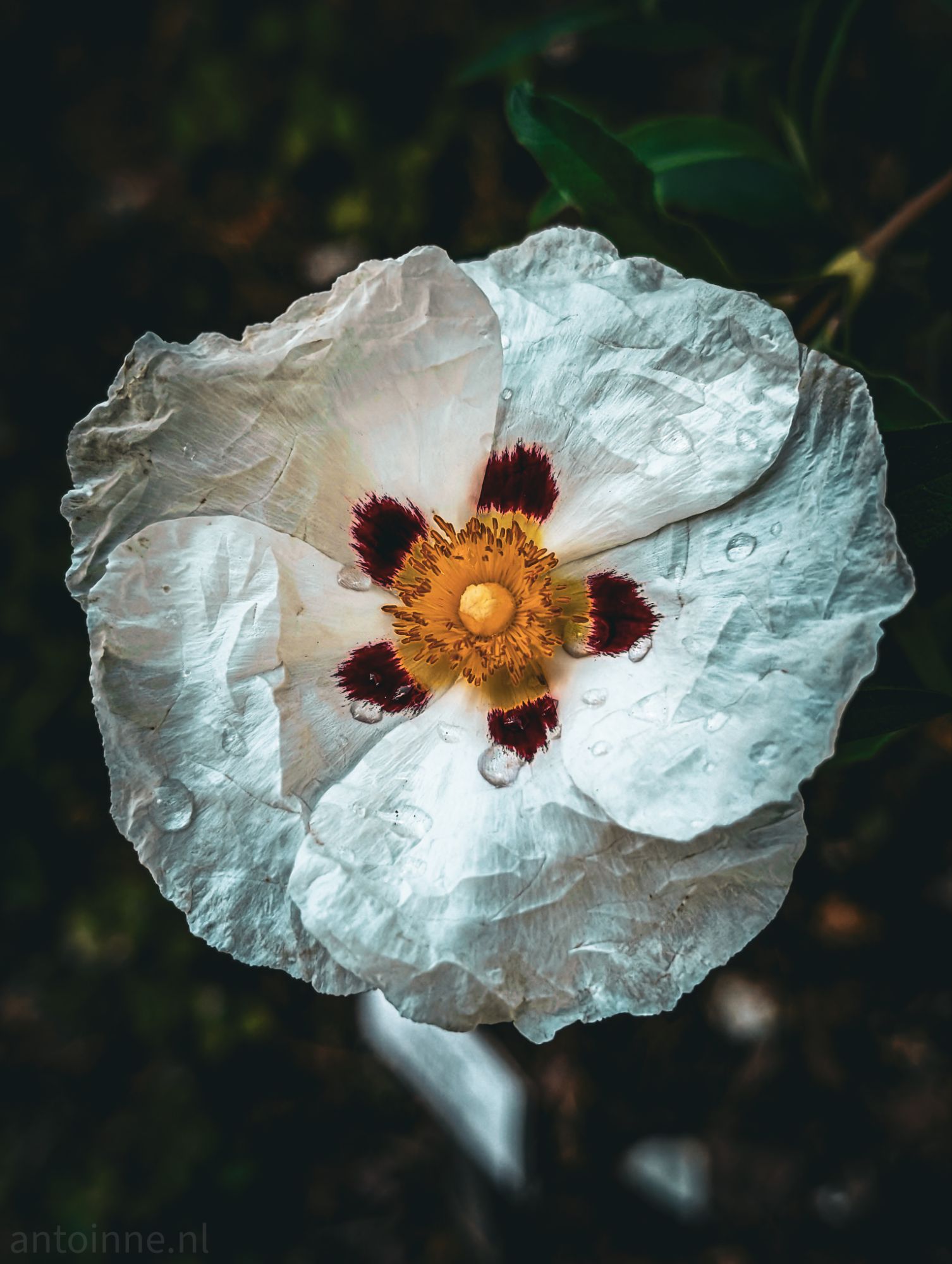 Delicate details on a grey day