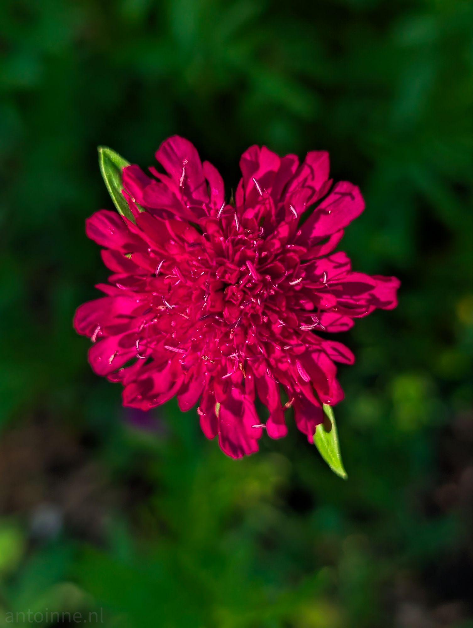 Pinkish-red