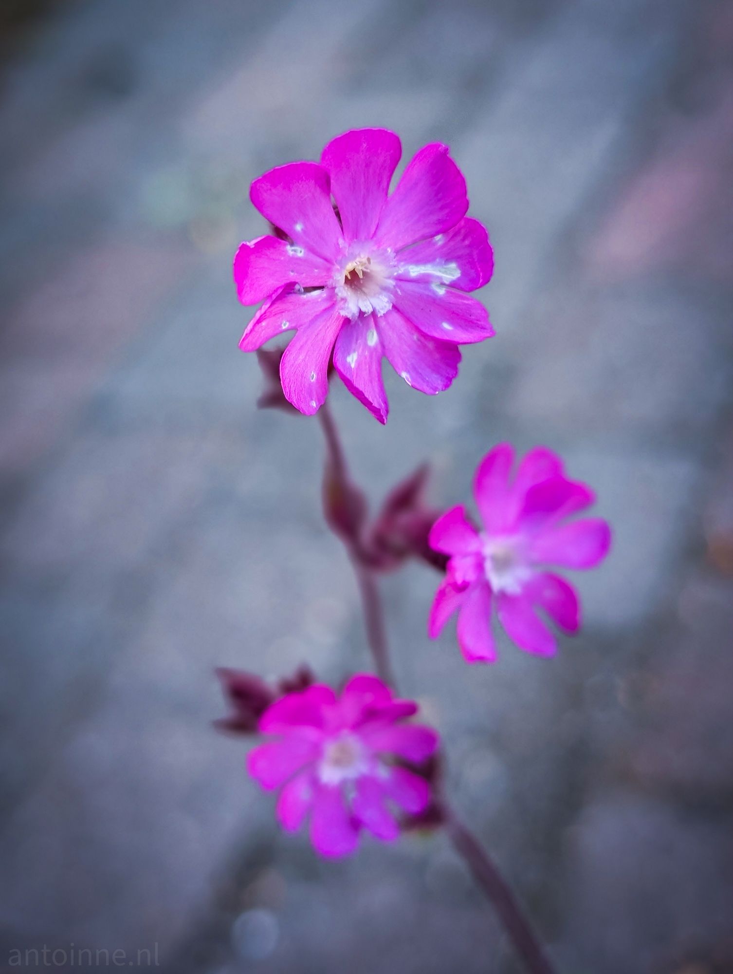 Magenta