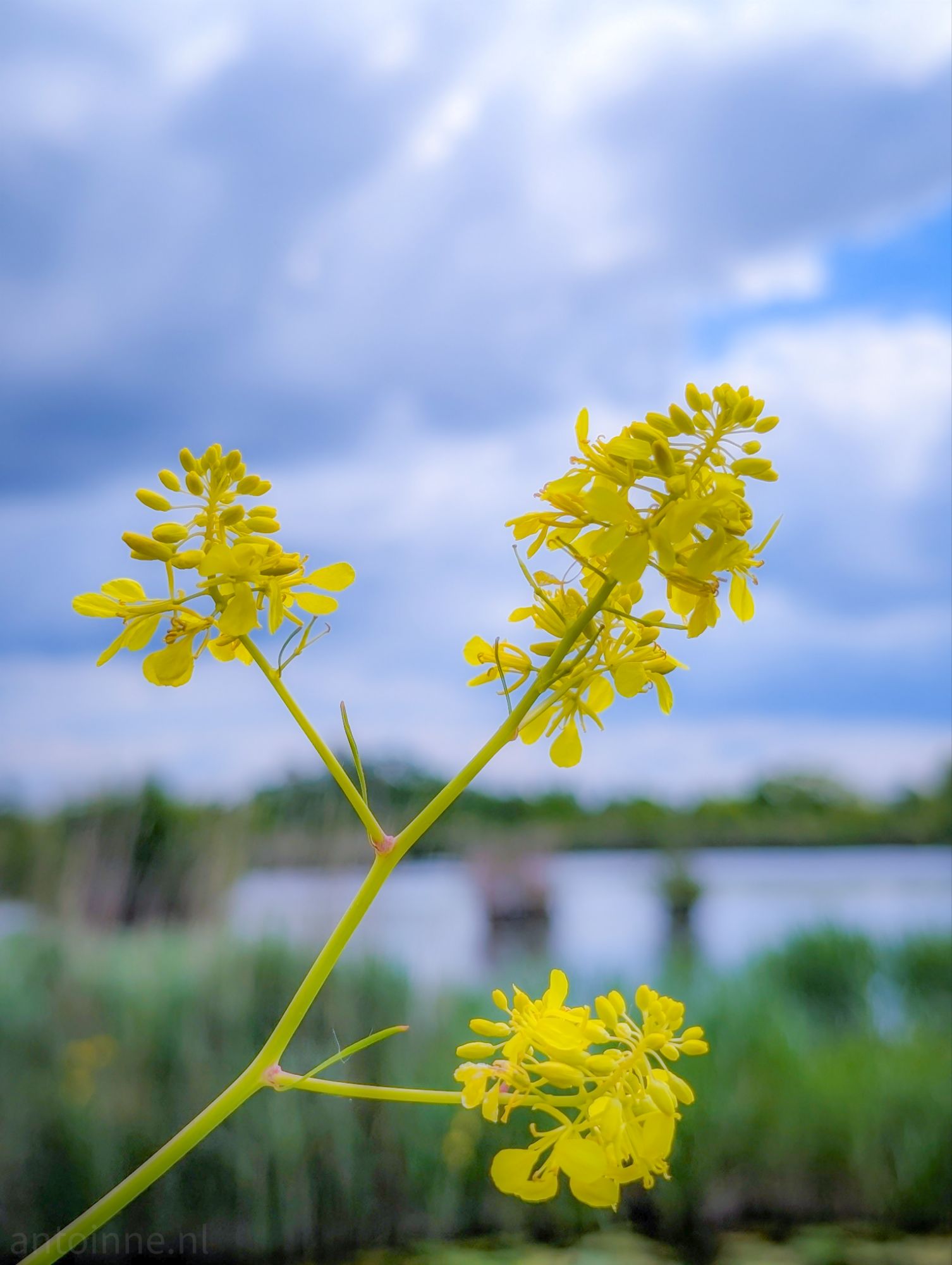 Zwarte mosterd