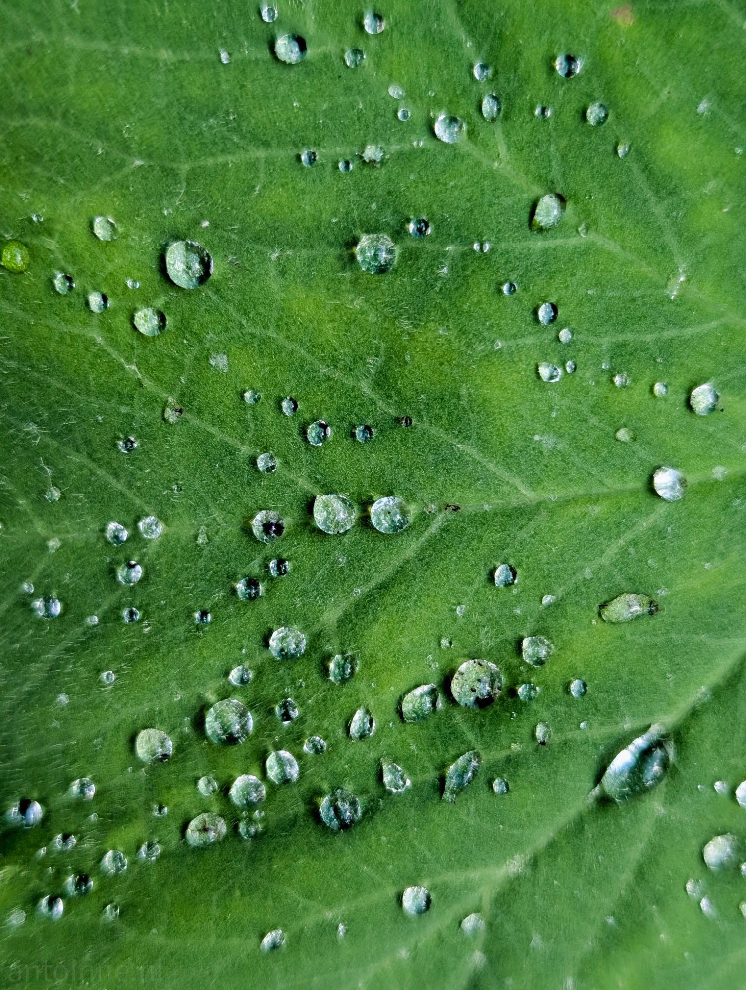 Droplets