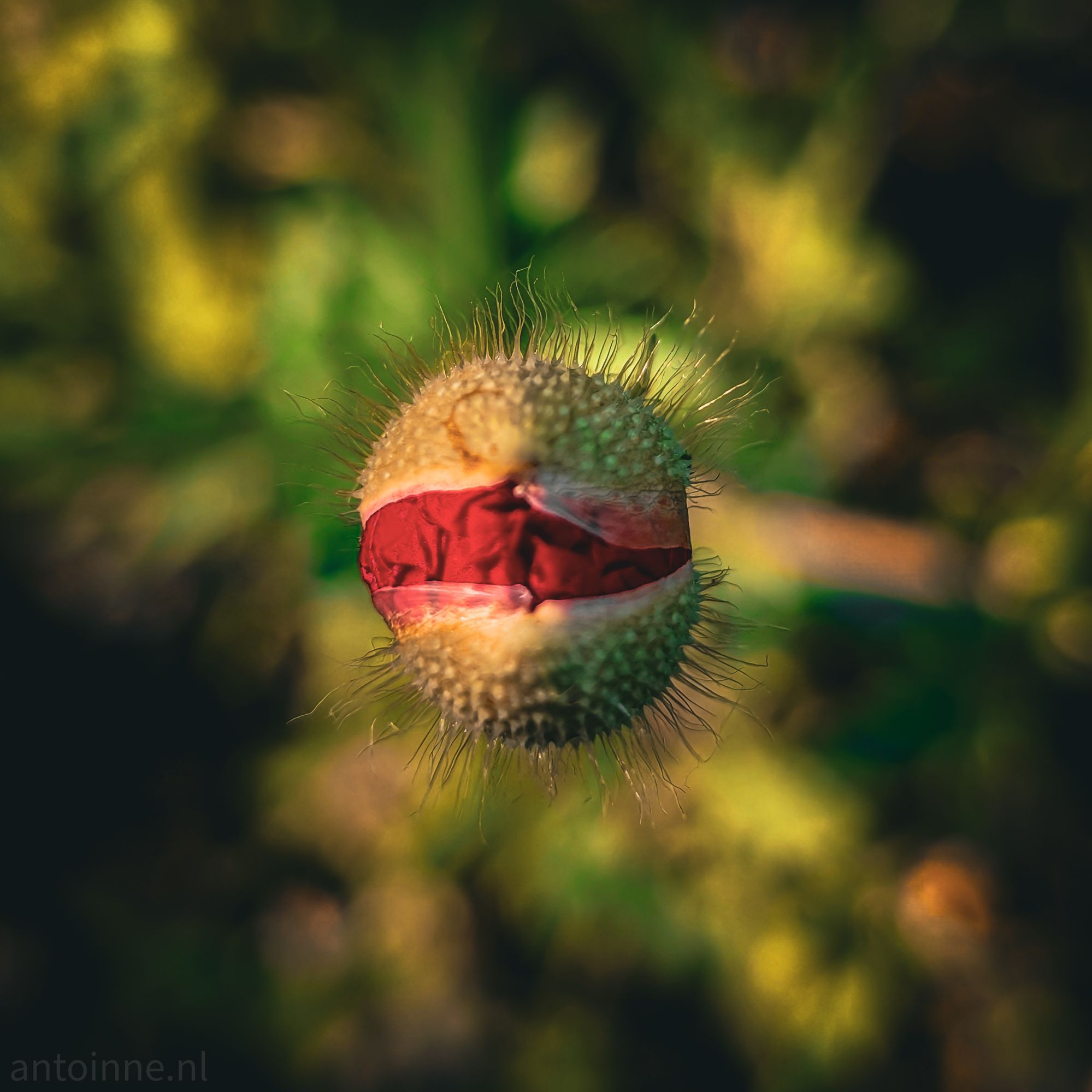 Poppy bud