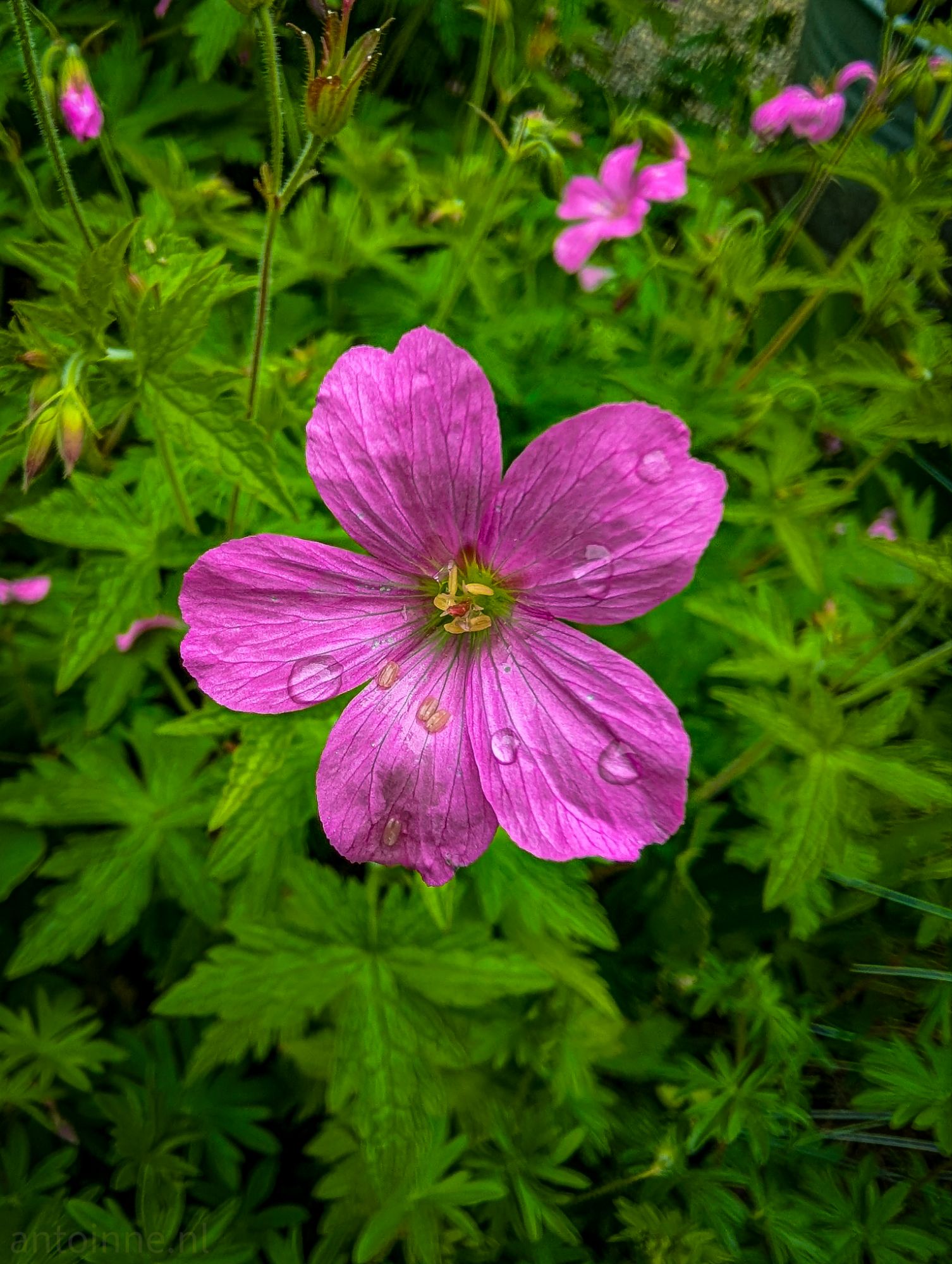 Roze ooievaarsbek