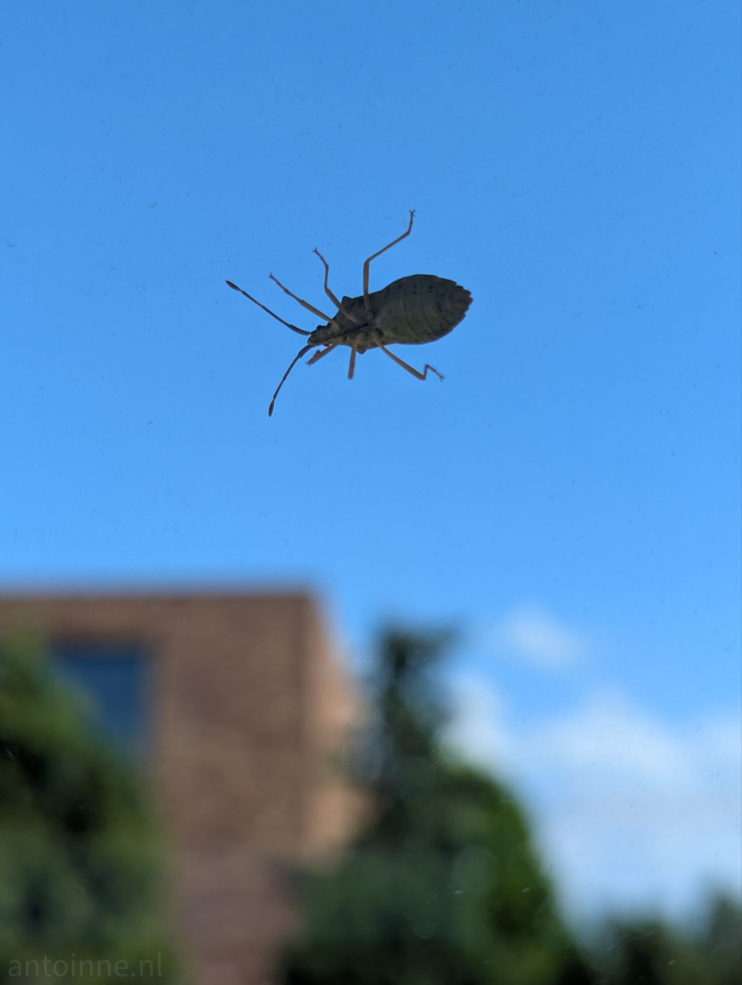 Box Bug