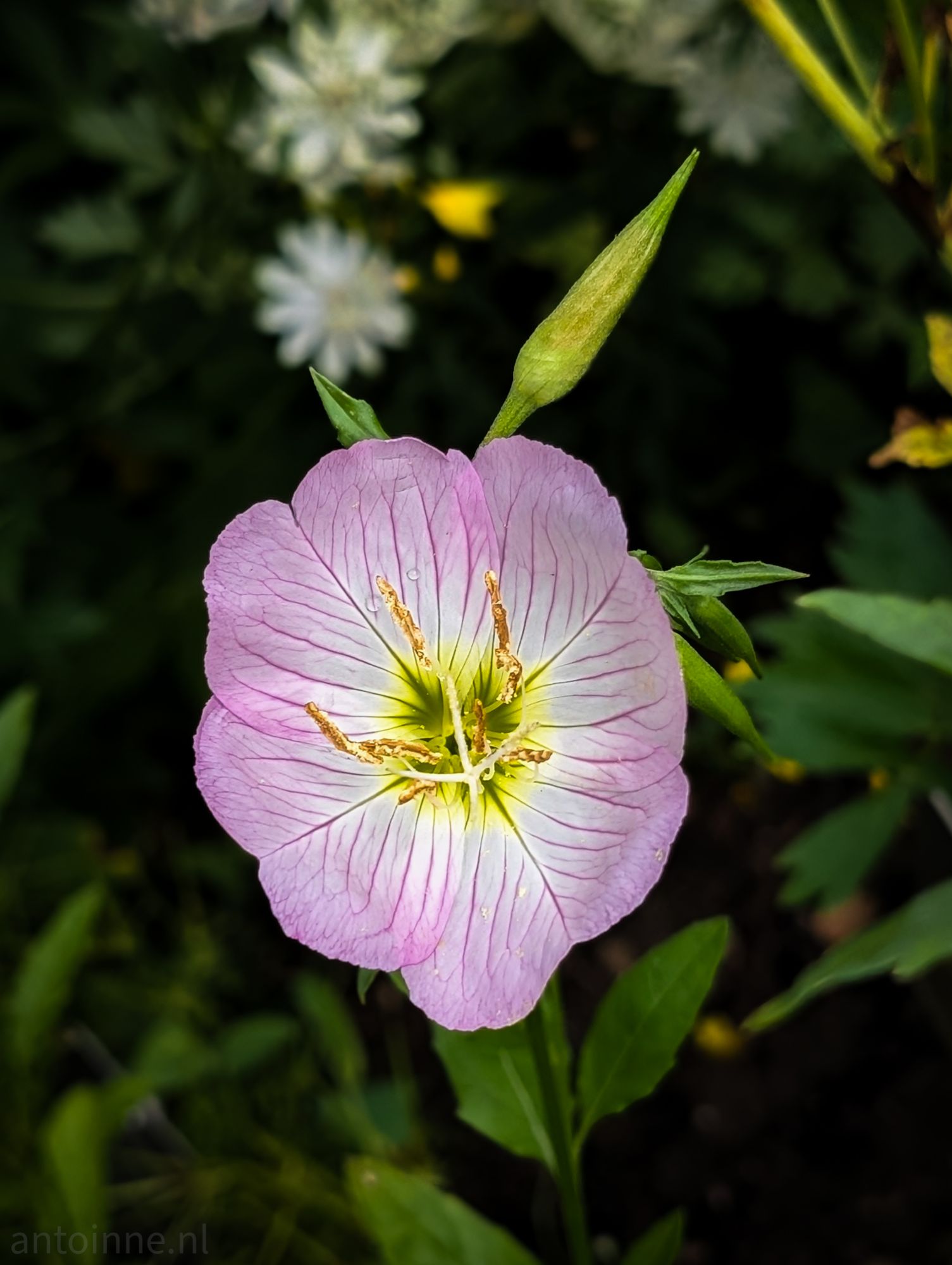 Pink primrose