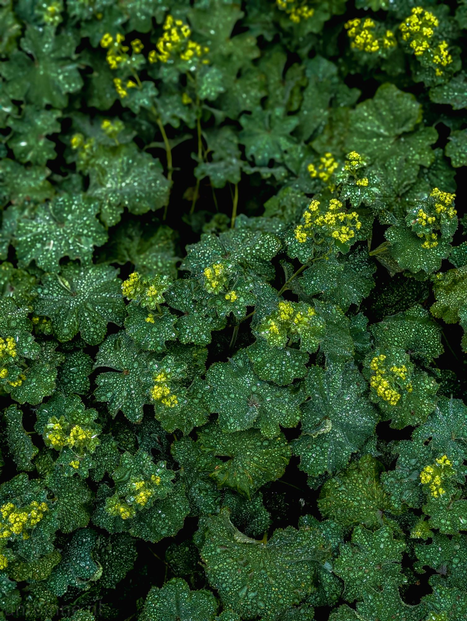 Droplets
