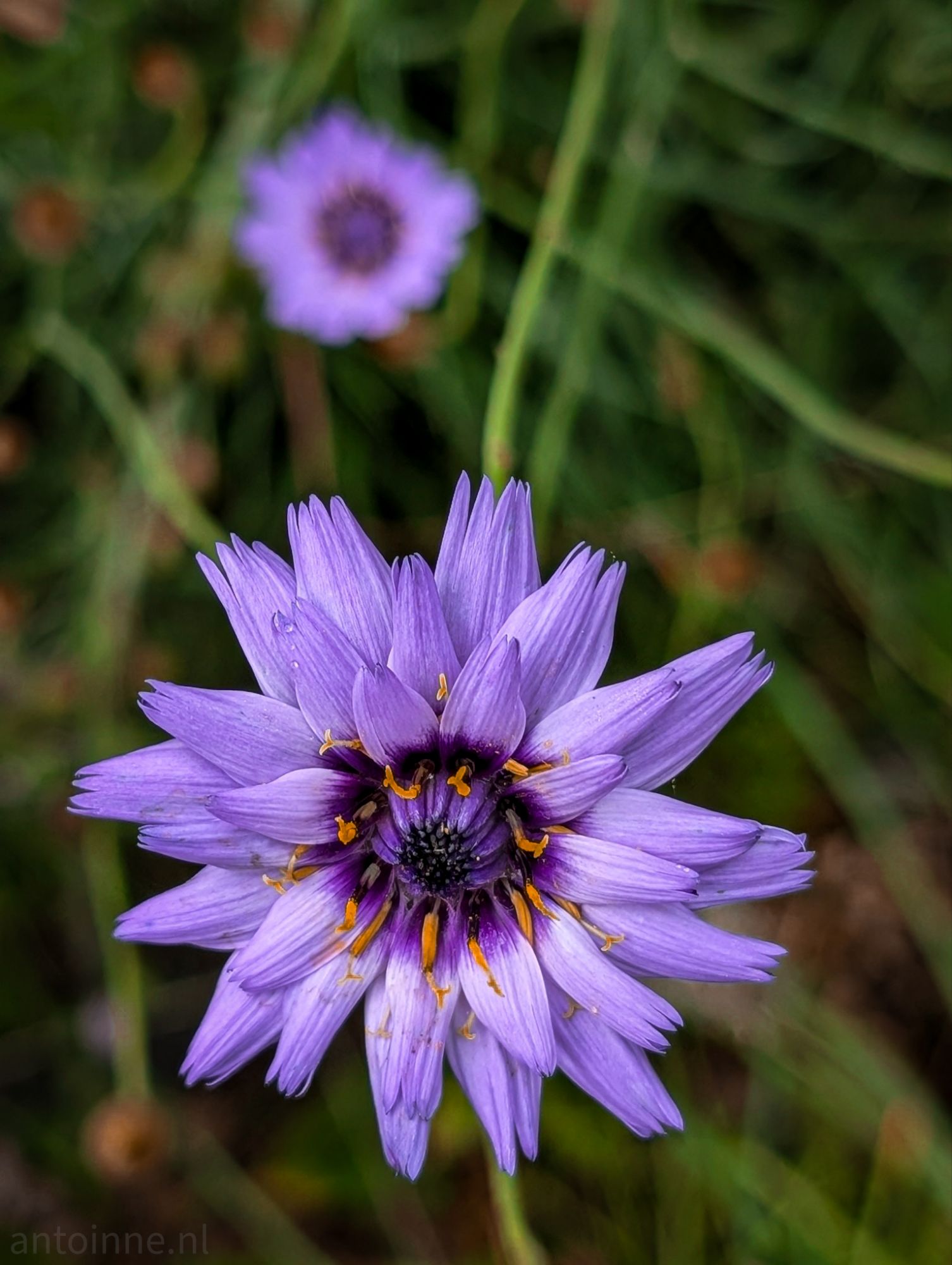 Purple Blue