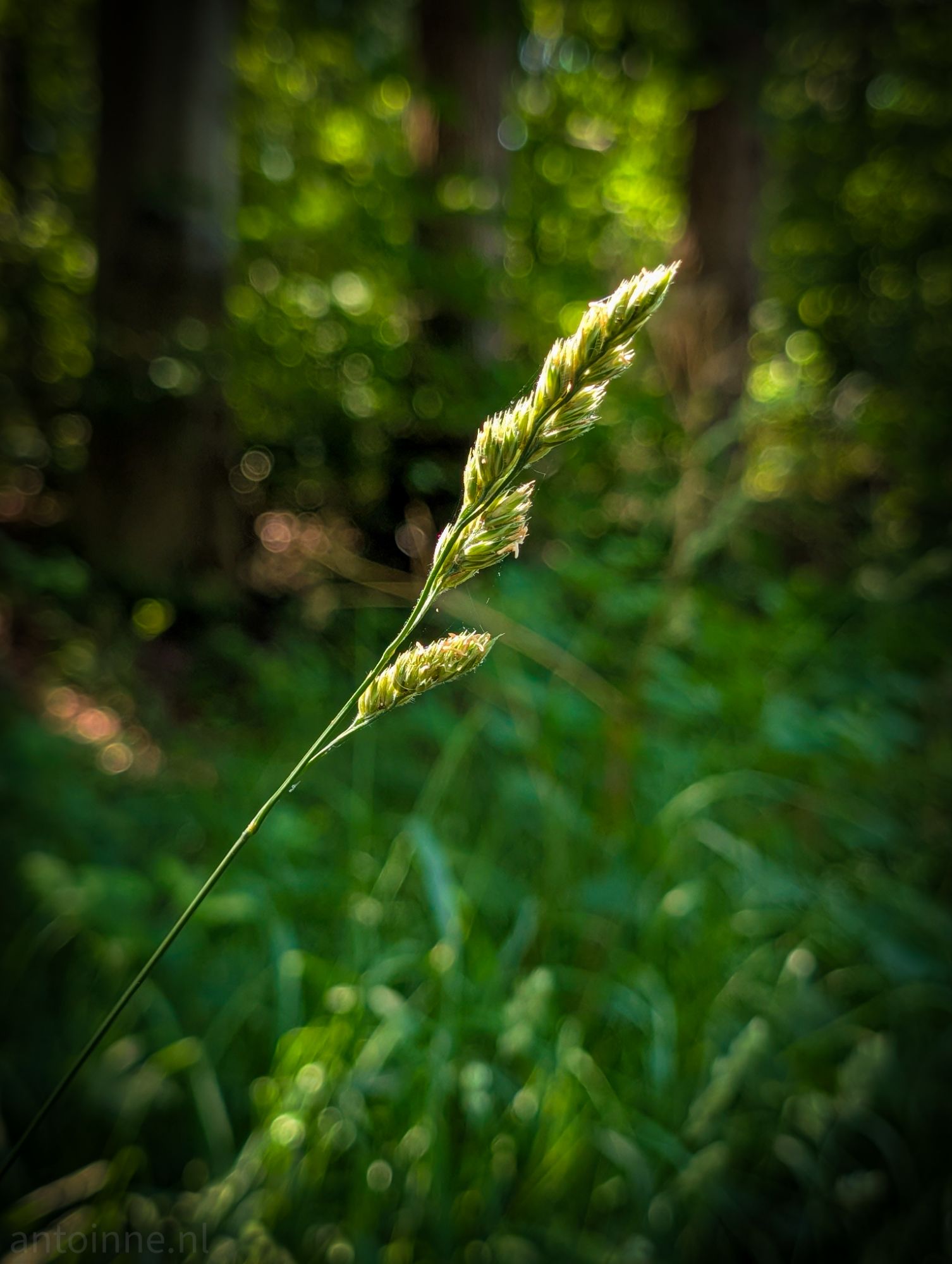 Grass
