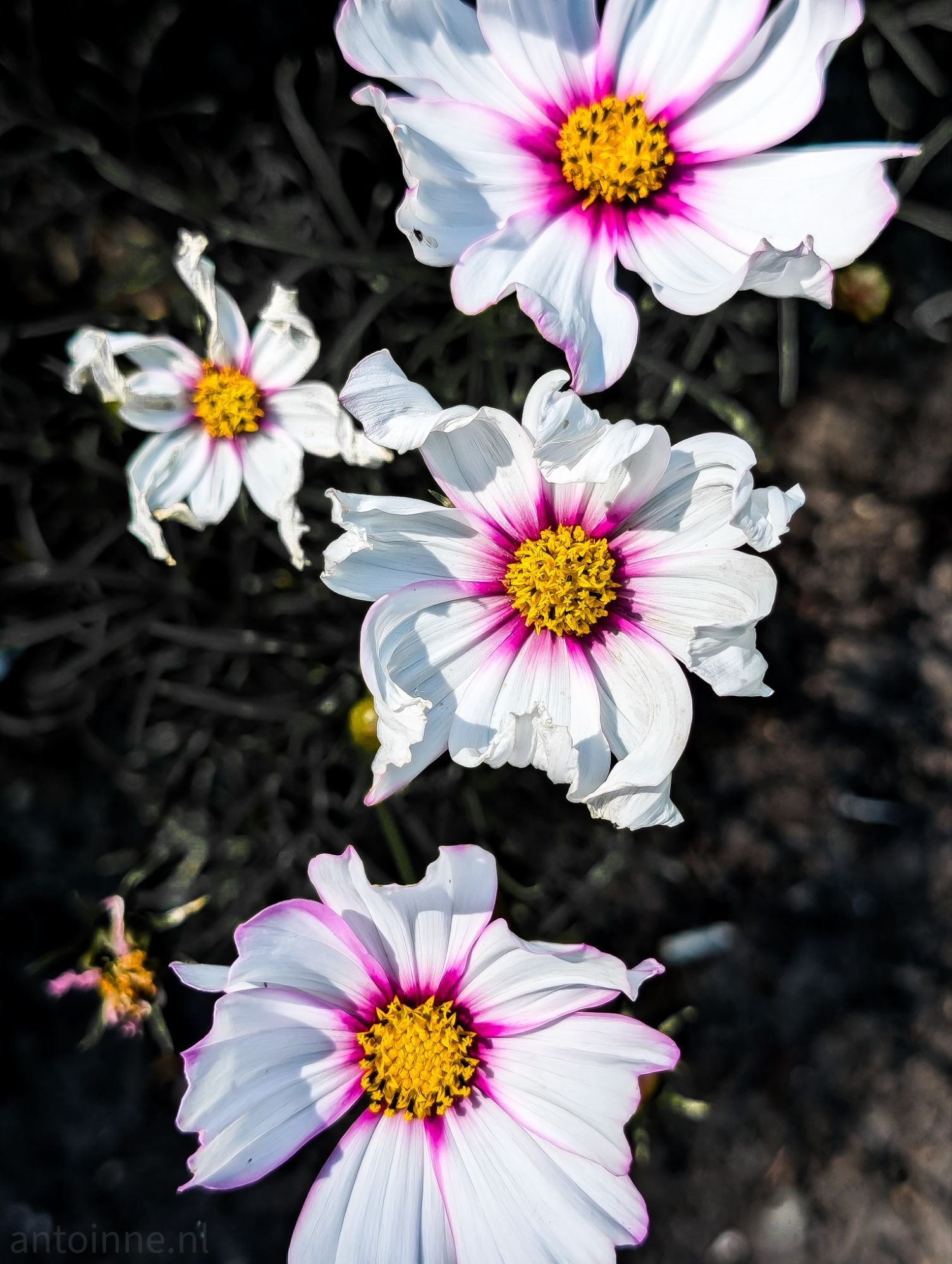 White and pink