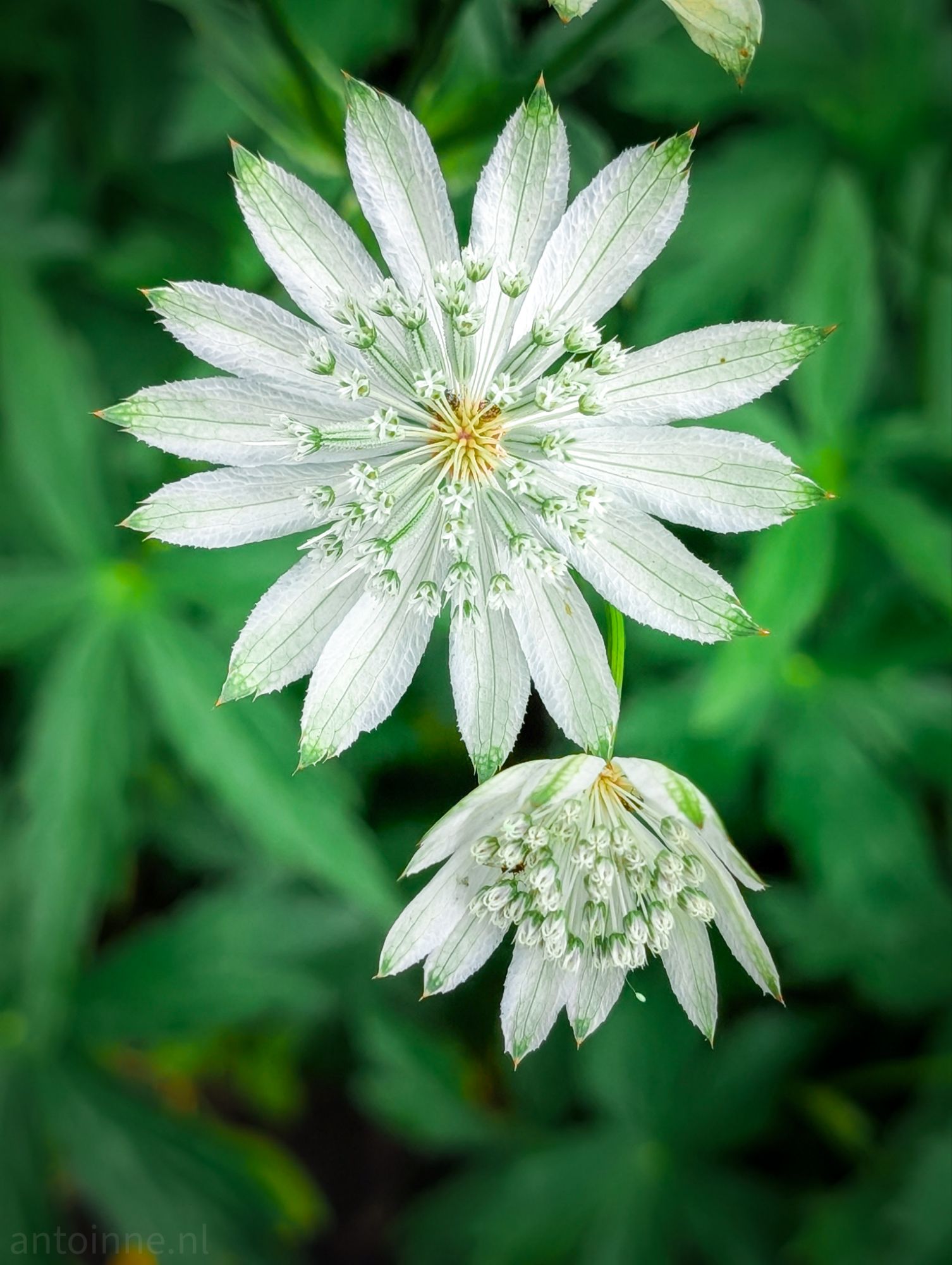 Greater Masterwort