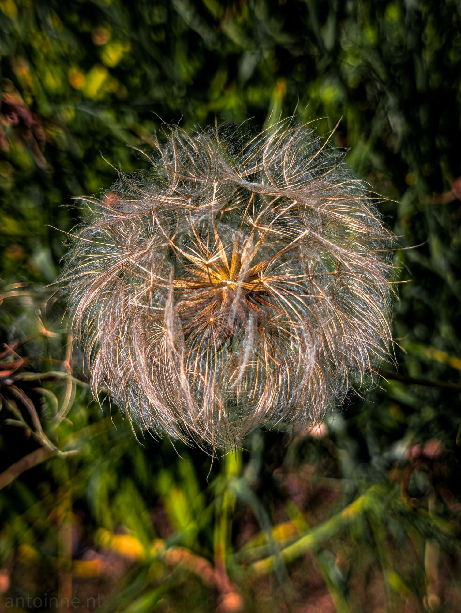 Spherical seed head