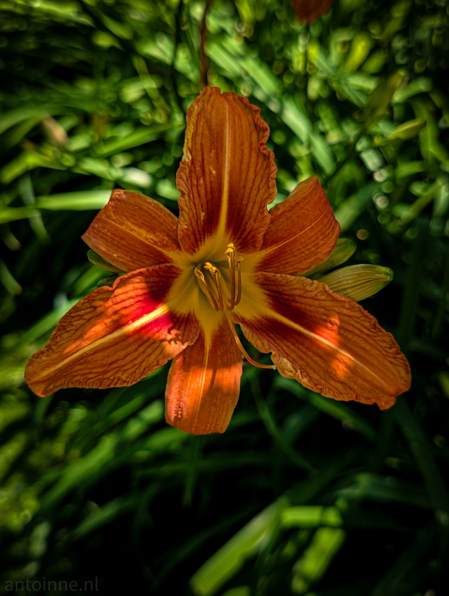 Lily