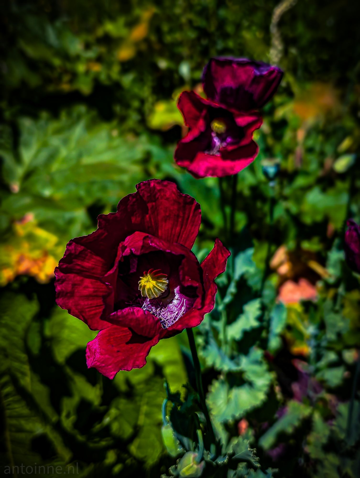 Color shift II
