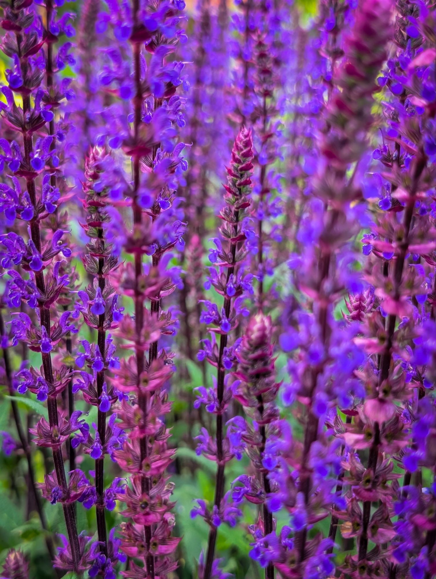 Shades of purple