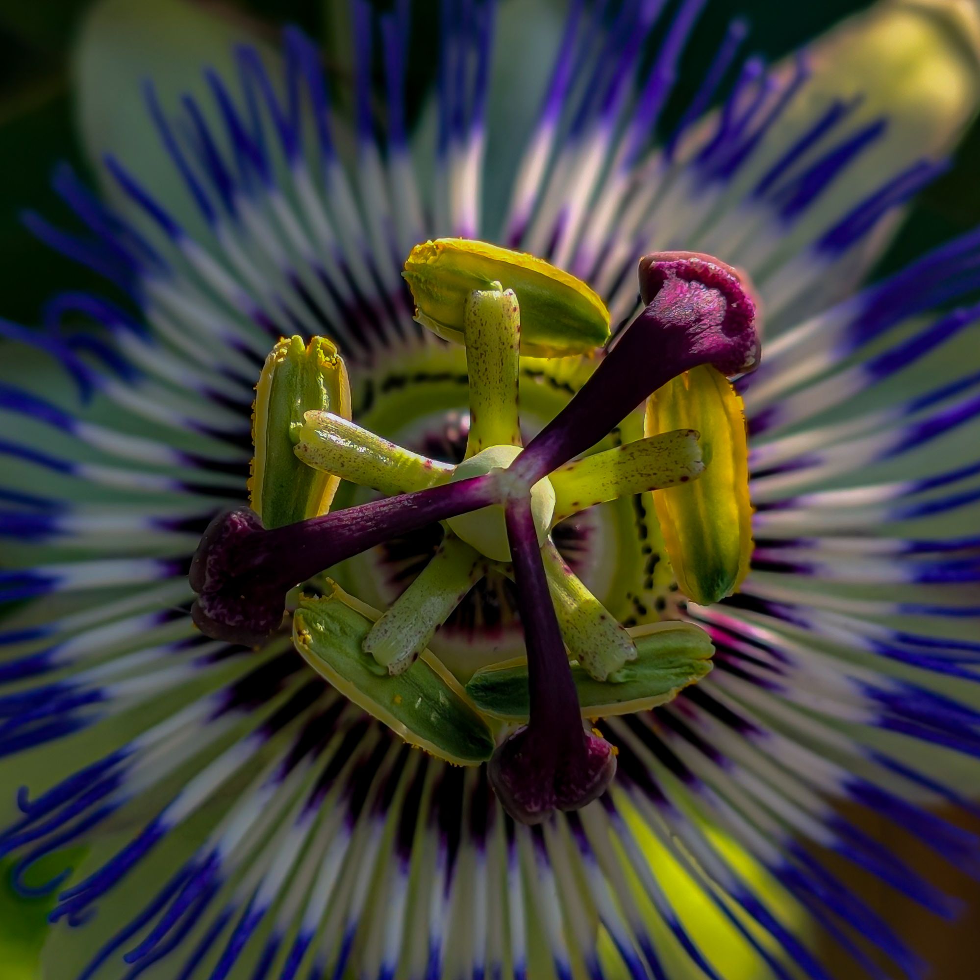Passiflora