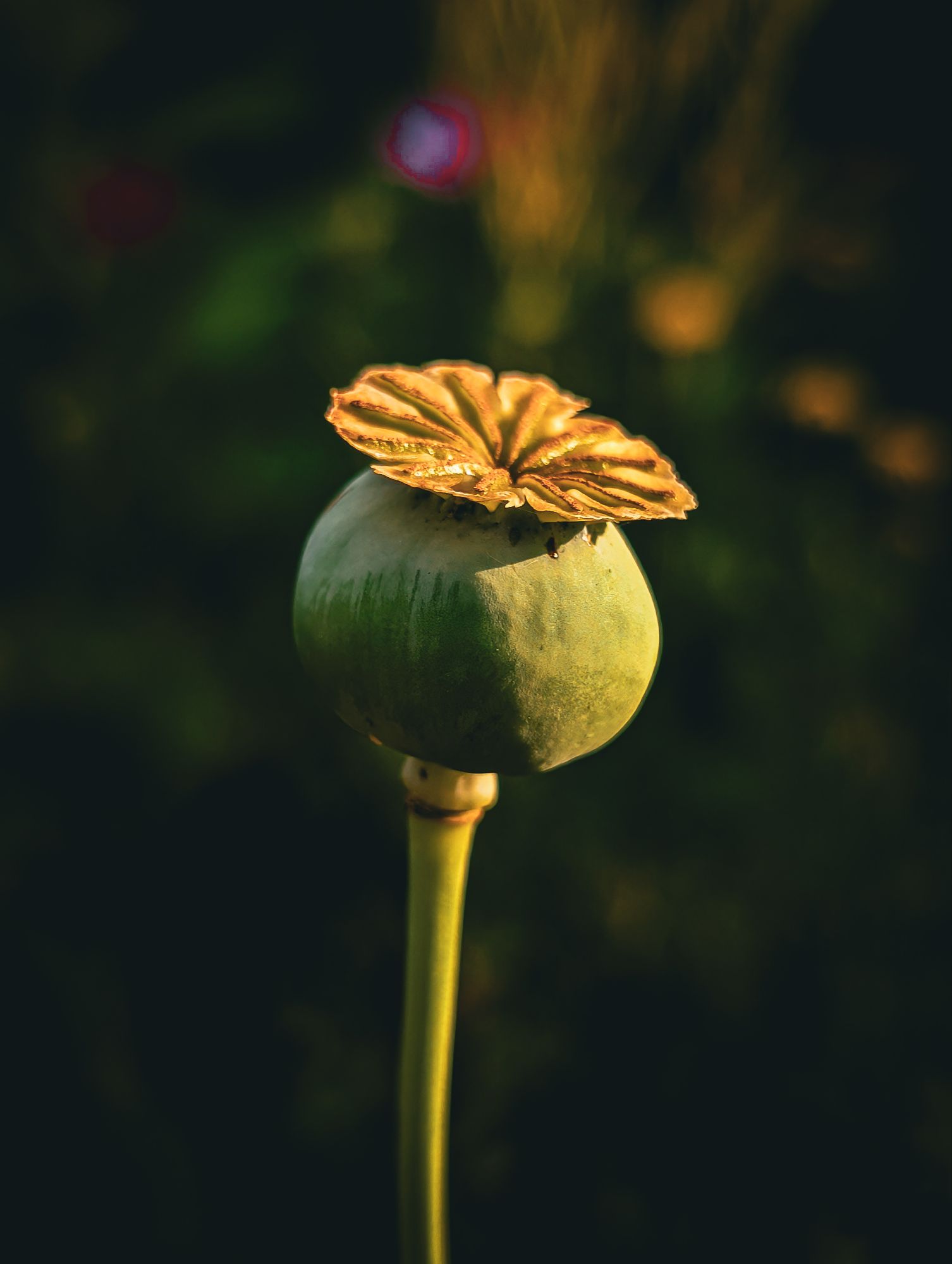 Pod