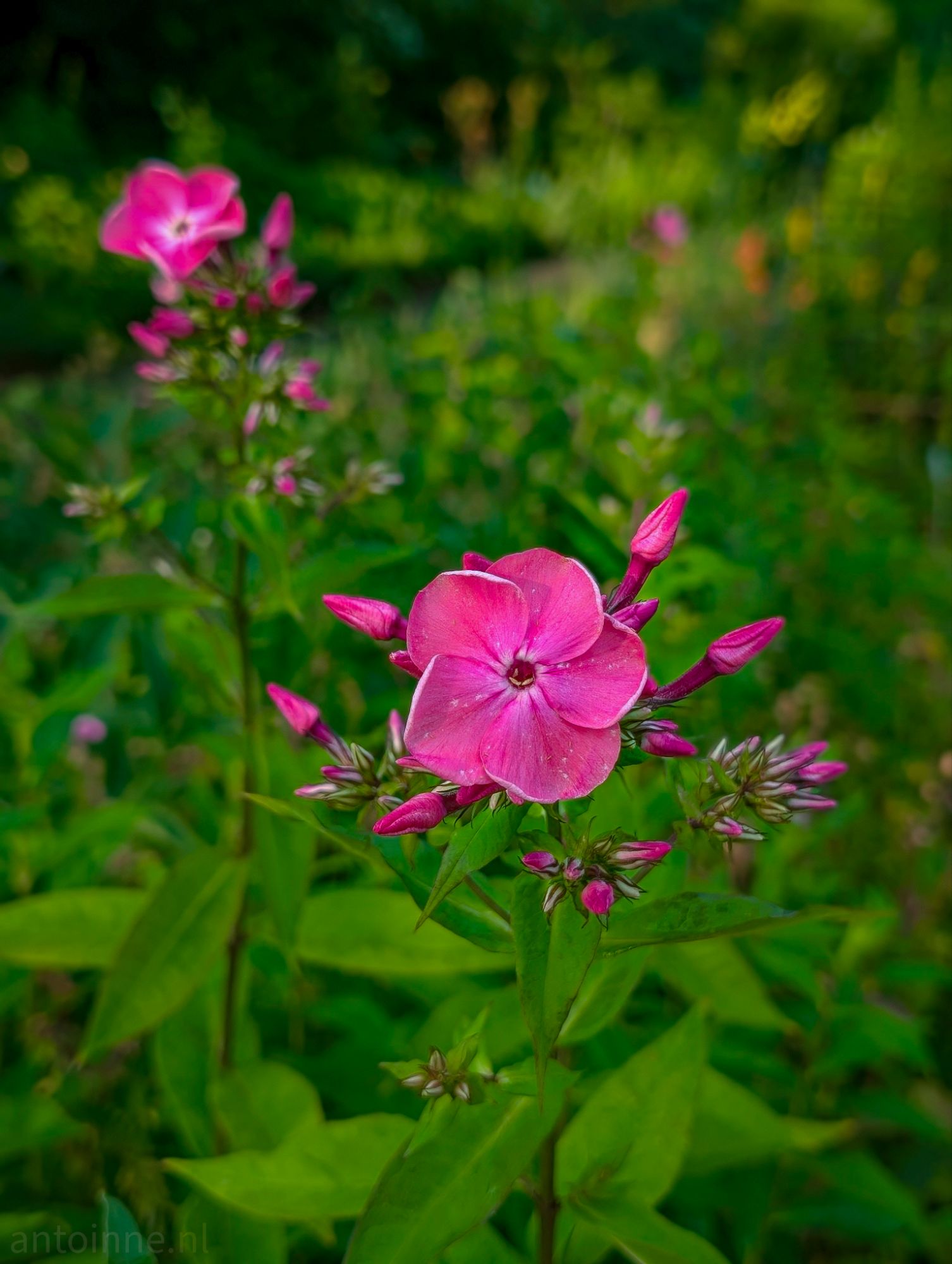 Phlox