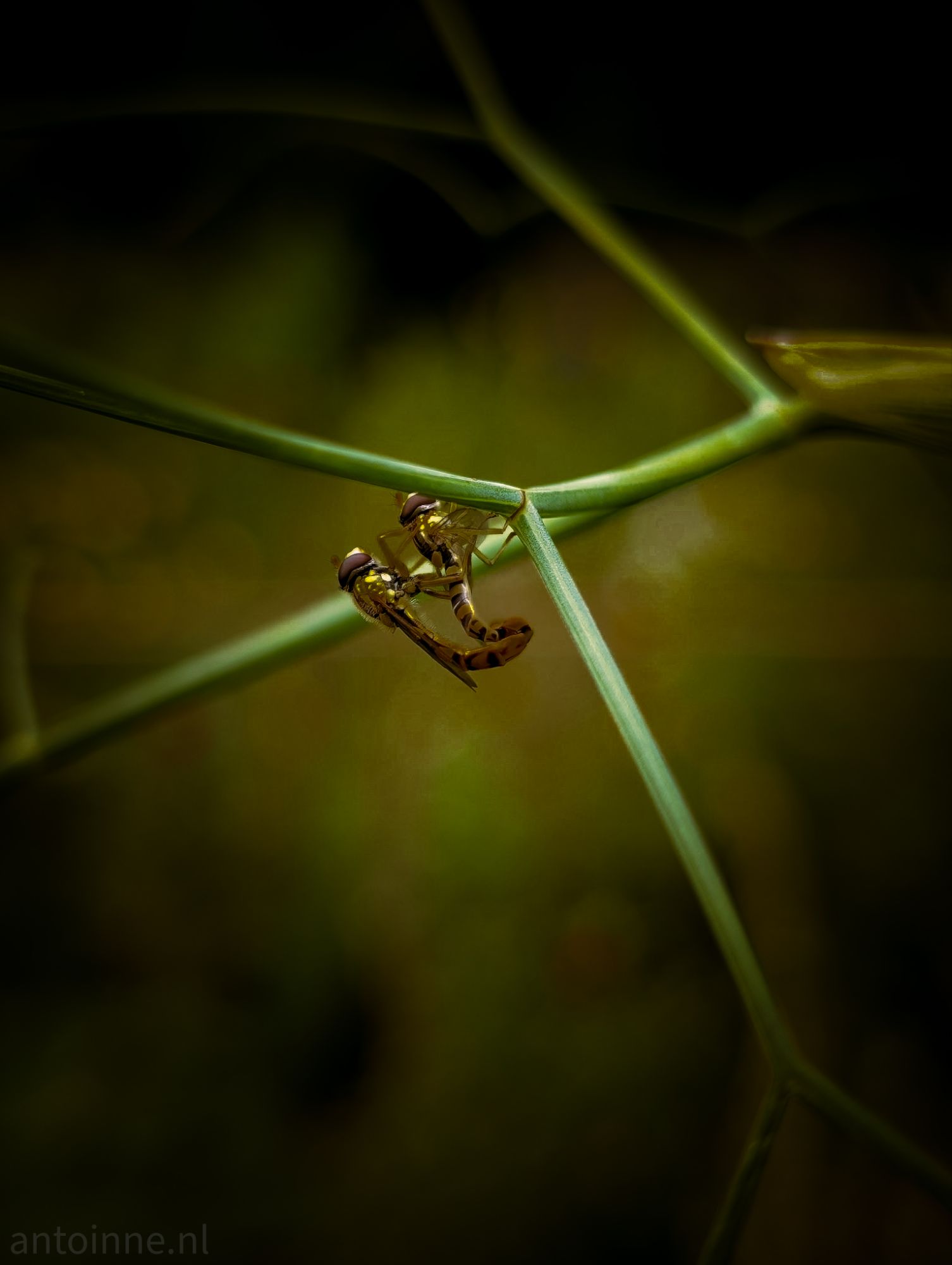 Insect Porn (Sphaerophoria scripta)