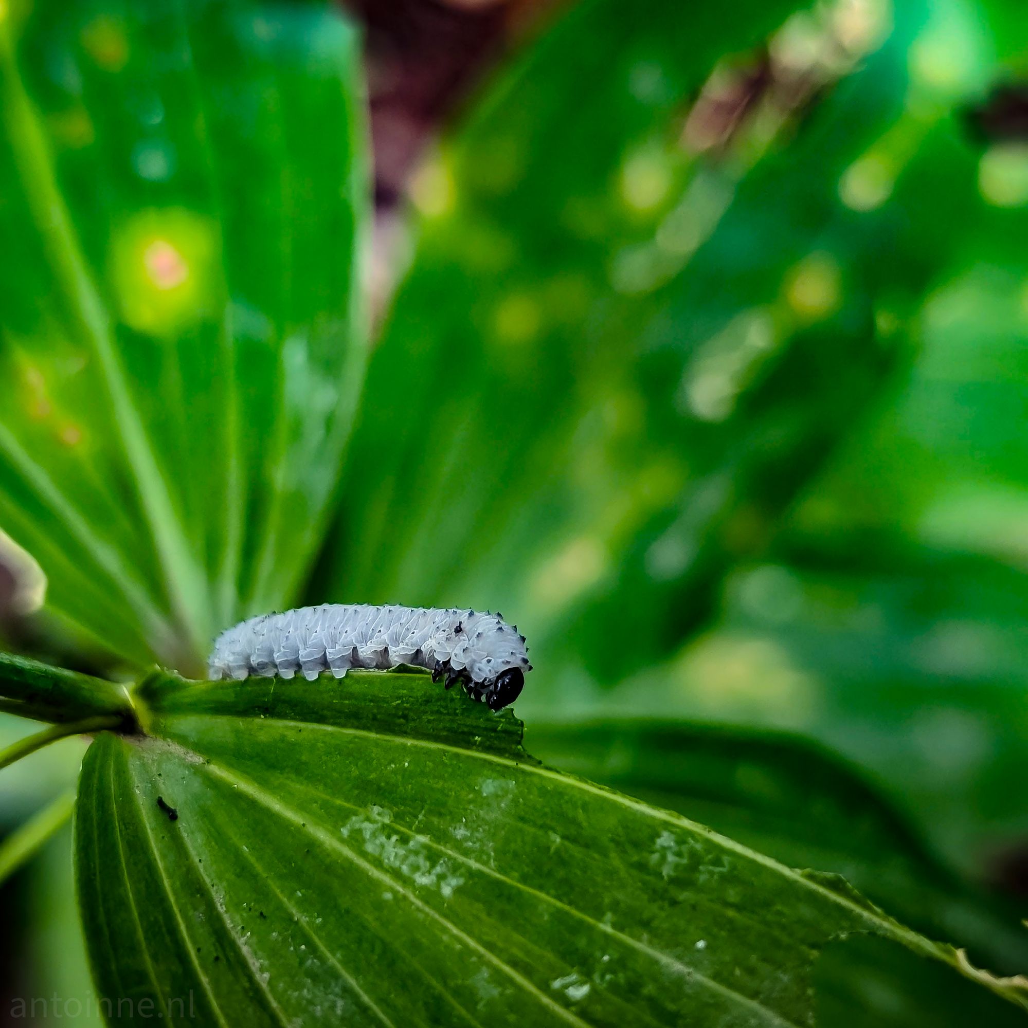 Solomon’s seal sawfly