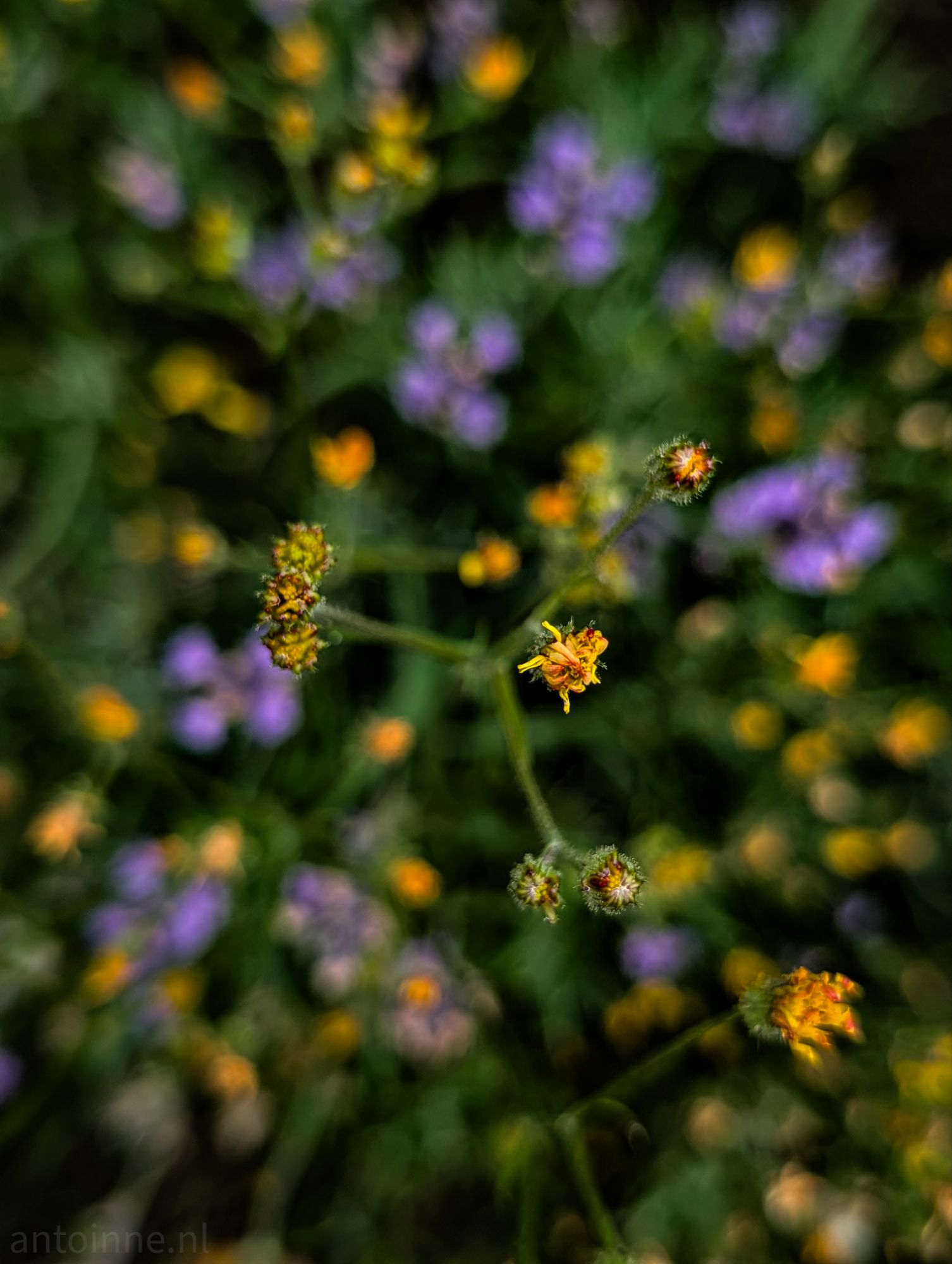 Field