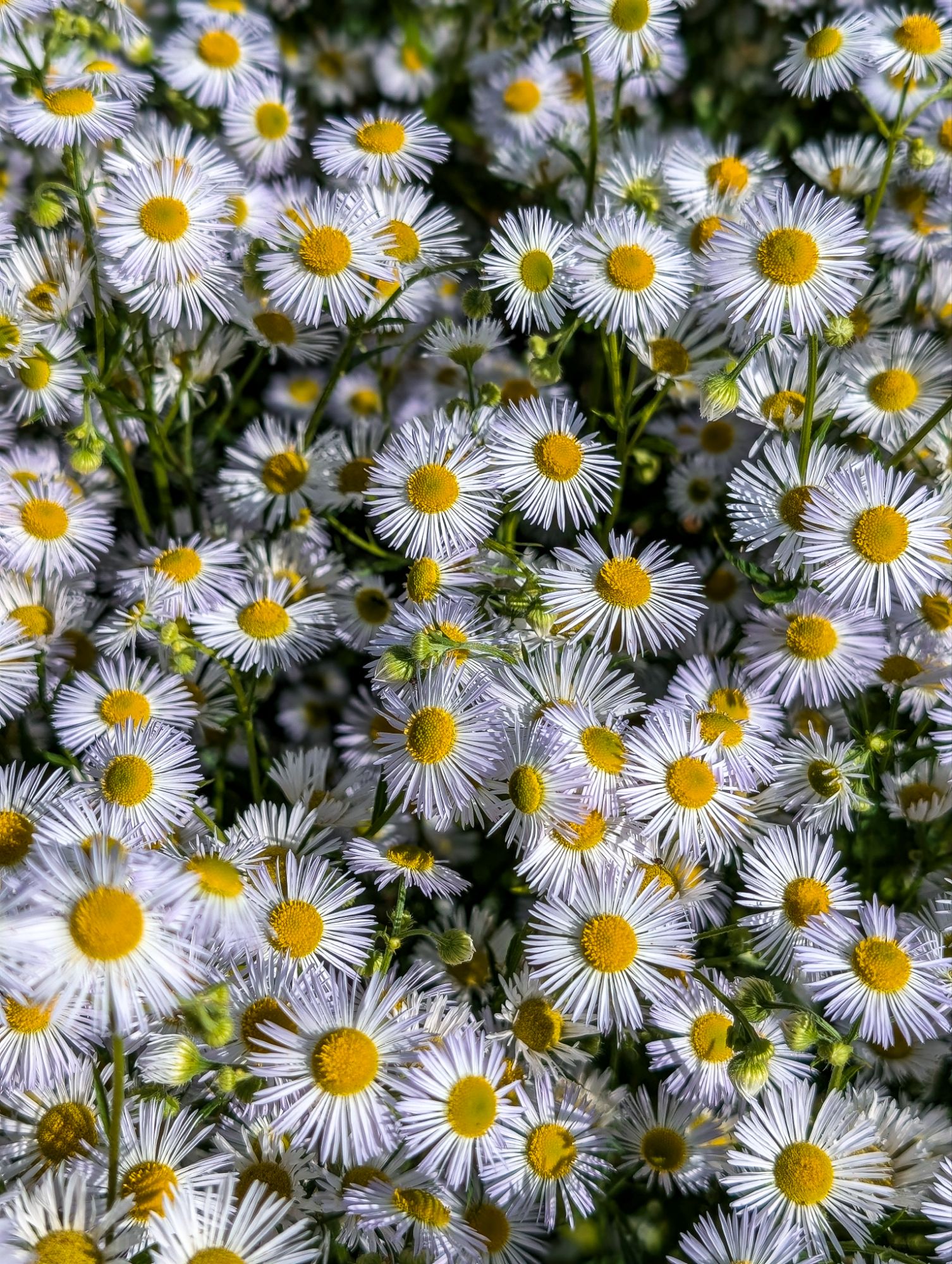 Field II