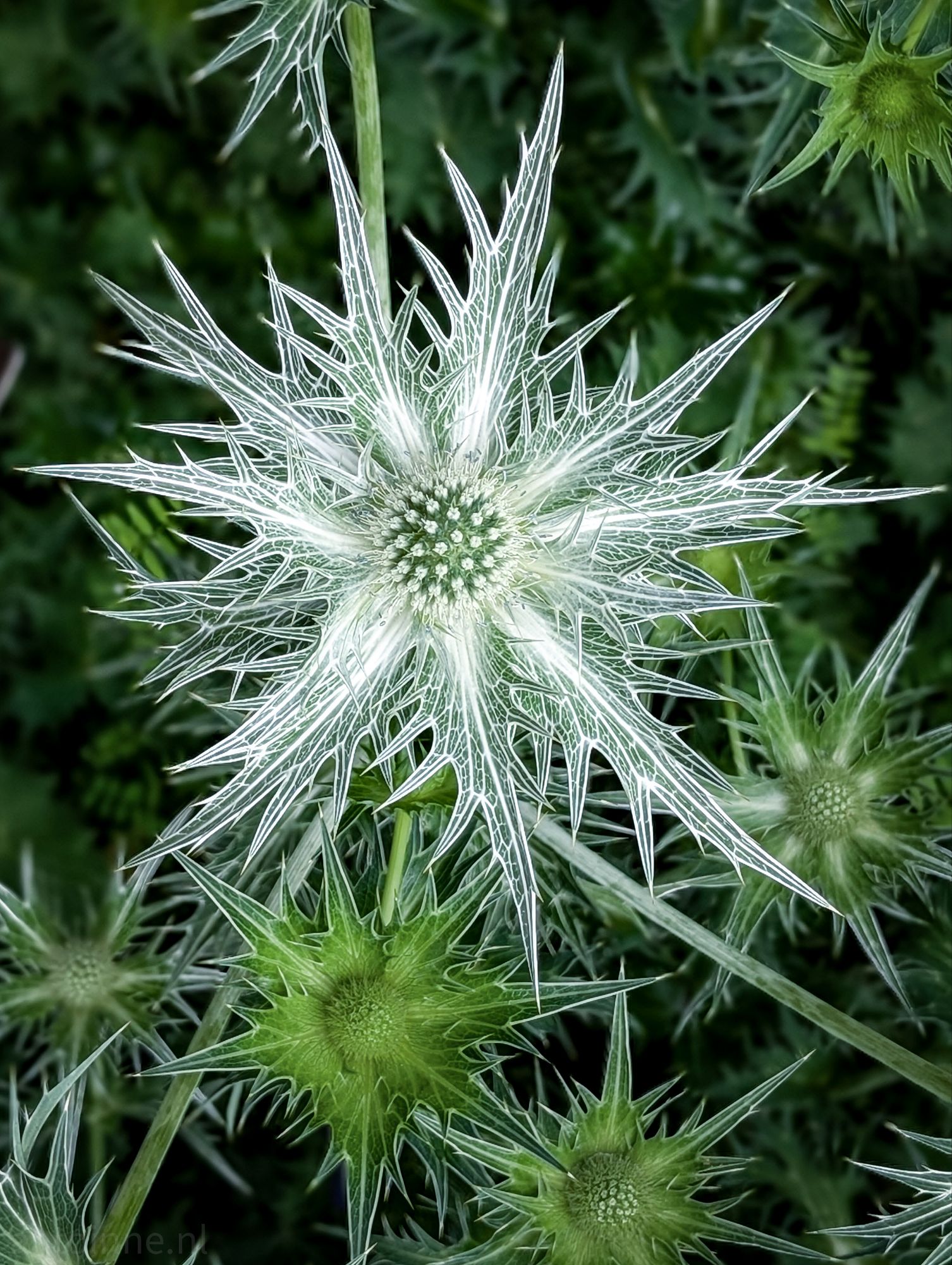 Eryngium